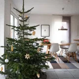 Indoor Christmas tree ready for tree trash removal and yard waste disposal service.