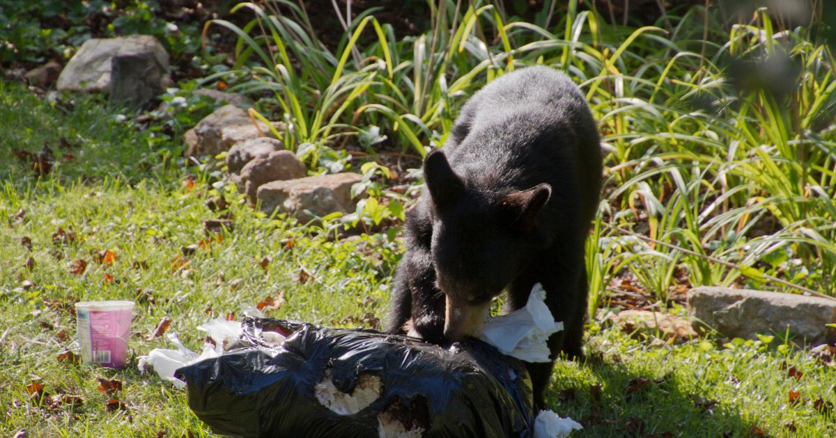 Protecting Your Michigan Manufactured Home: Wildlife Safety and Prevention
