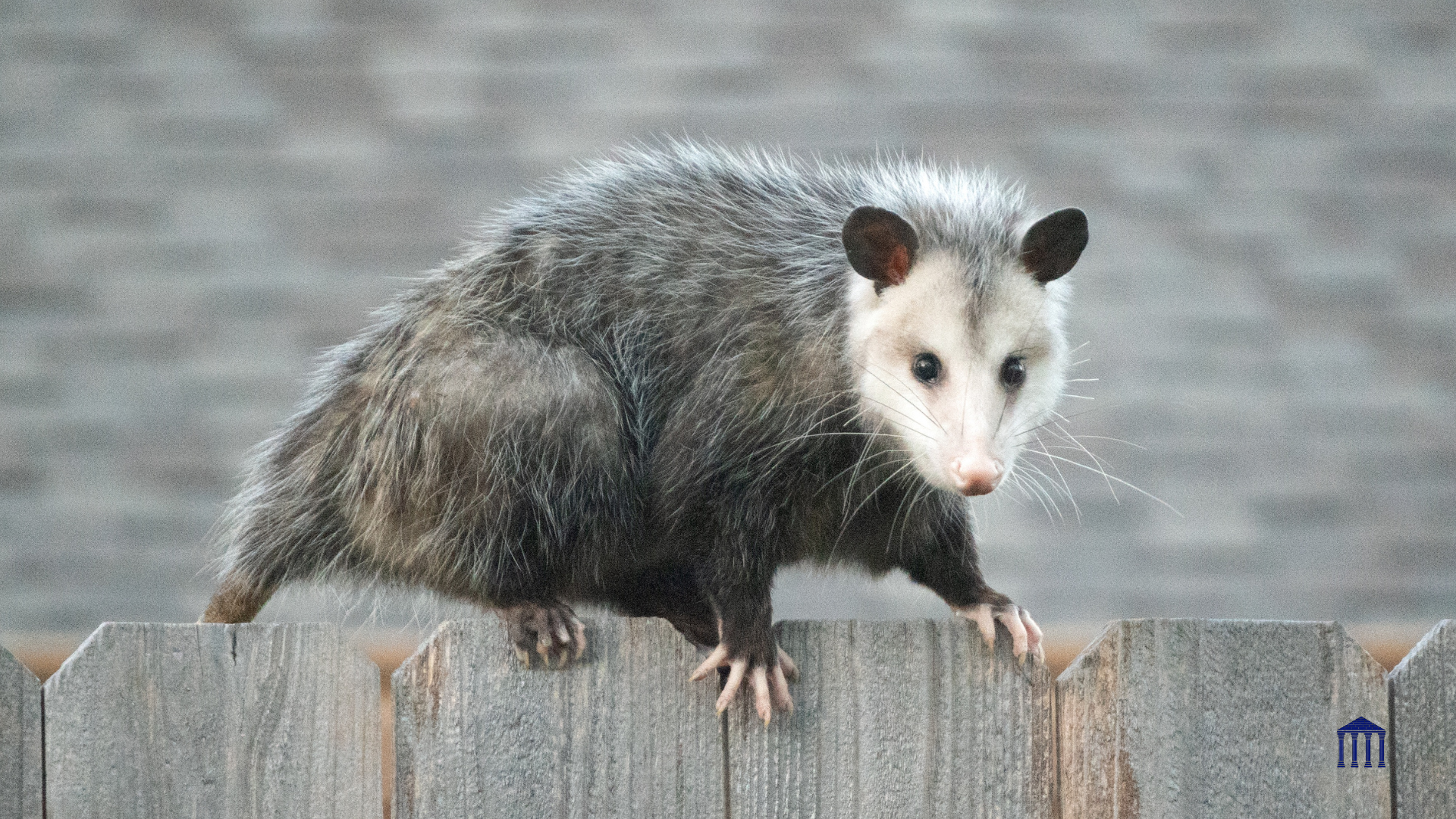 Raccoons vs. Possums vs. Squirrels: Which Causes Worse Home Damage?