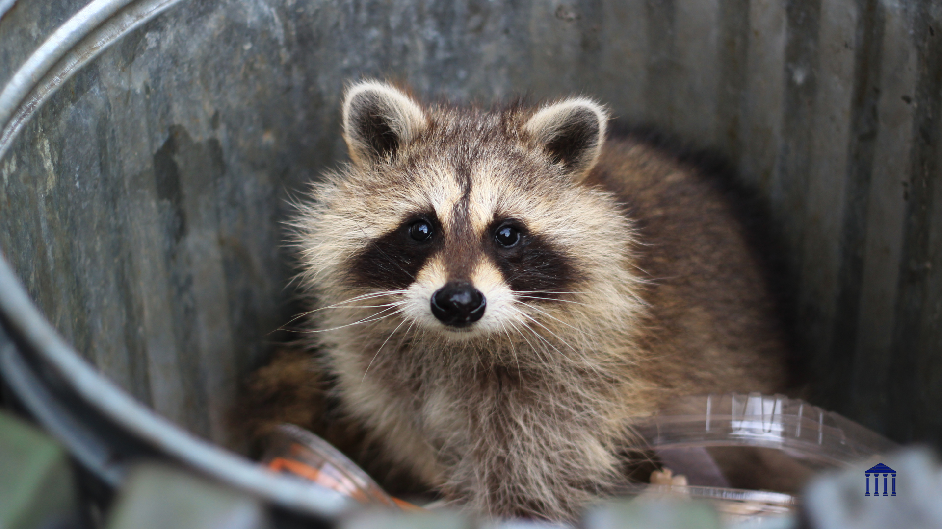 Raccoons Love Fall Attics: Why Wildlife Problems Spike in October