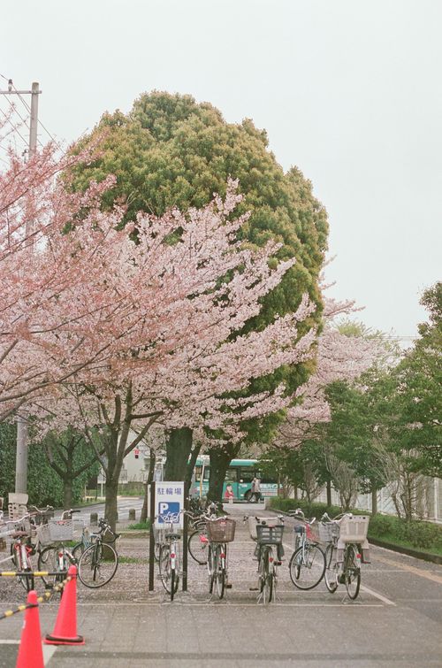 Flowers Are Forever: What To See And When