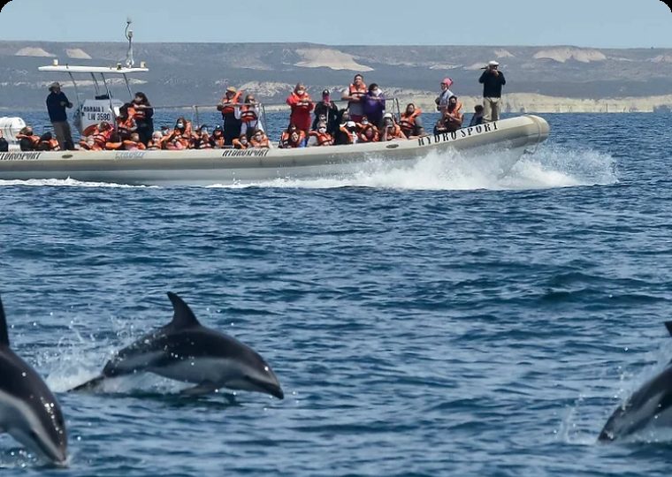 Delfín saltando junto a la embarcación
