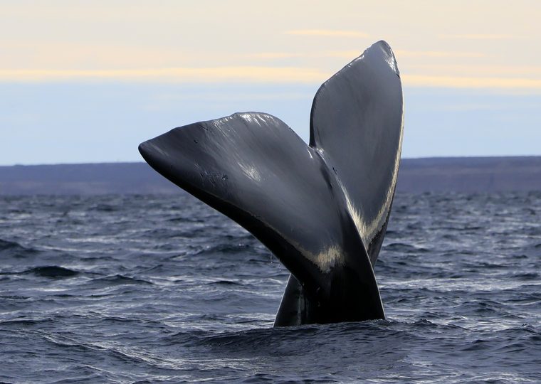 Aleta de ballena franca austral