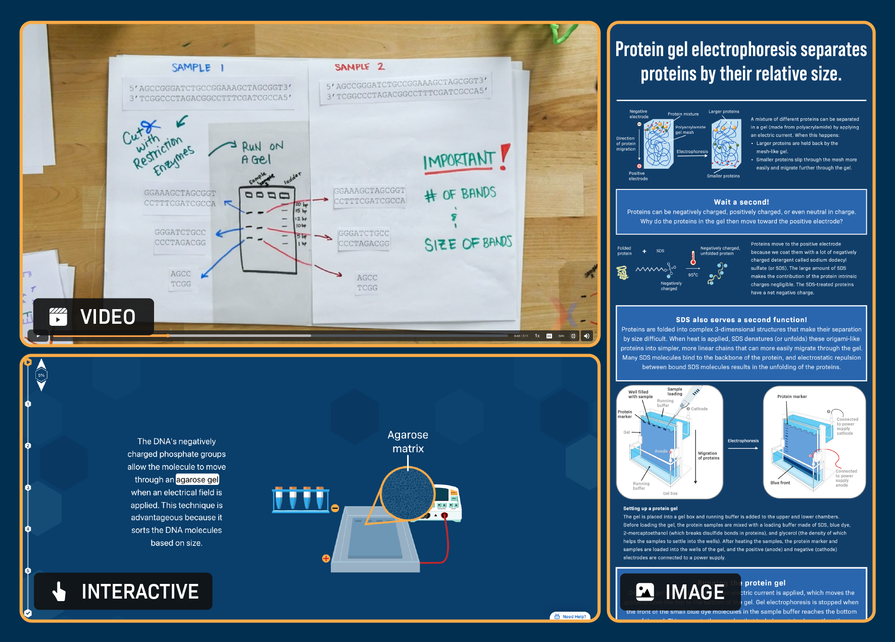 Three LbXchange resources on gel electrophoresis: a video showing a hand-drawn analysis of DNA gel results, an interactive illustrating DNA moving through an agarose gel, and an infographic explaining how gel electrophoresis separates proteins by relative size.