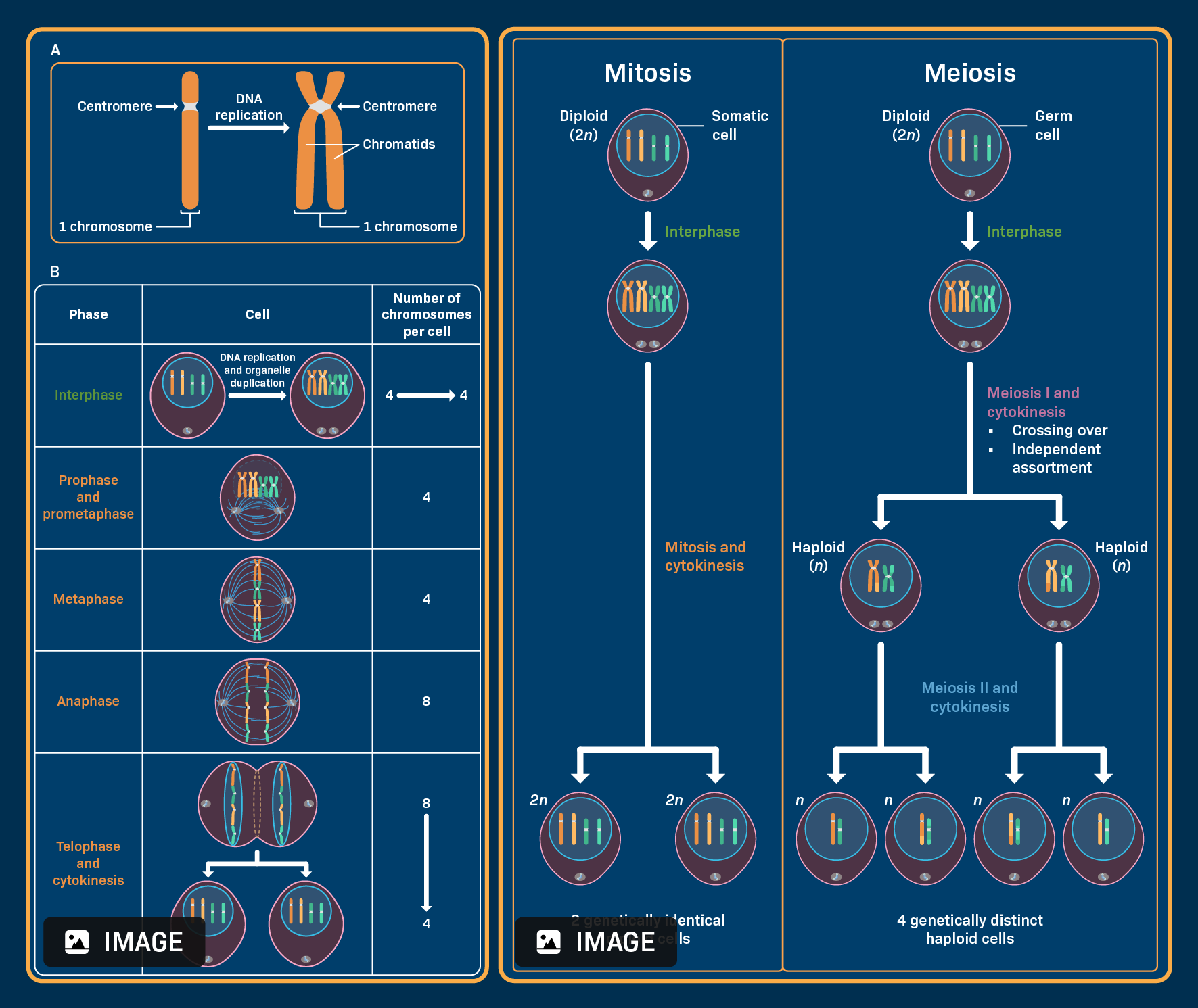  Two cell-division diagrams: one tracks chromosome number through the stages of mitosis, while the other compares mitosis and meiosis, showing the number and genetic composition of the resulting cells.