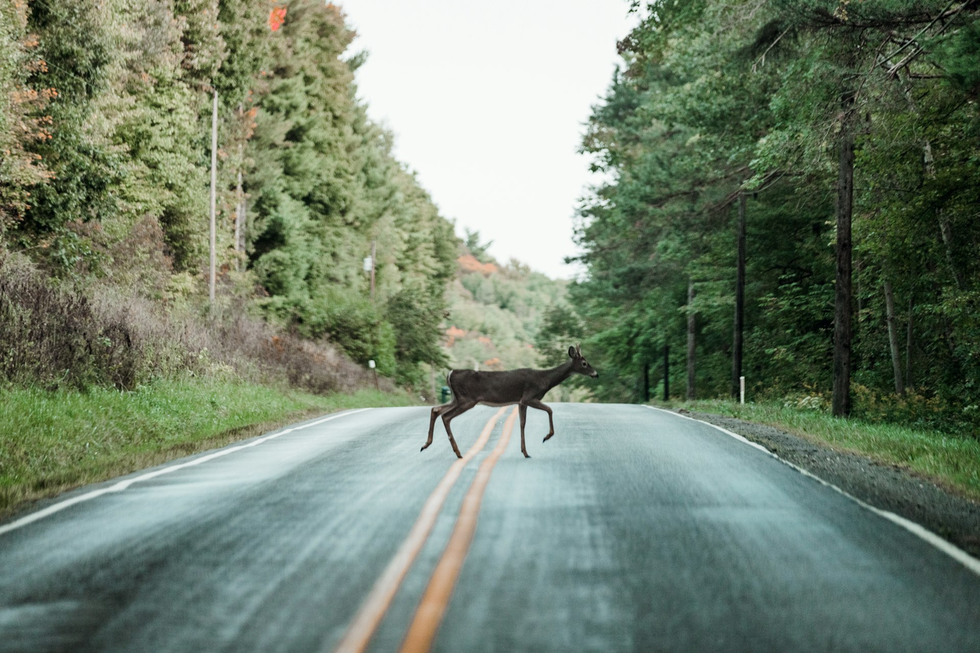 What to Do After Hitting a Deer in Nebraska