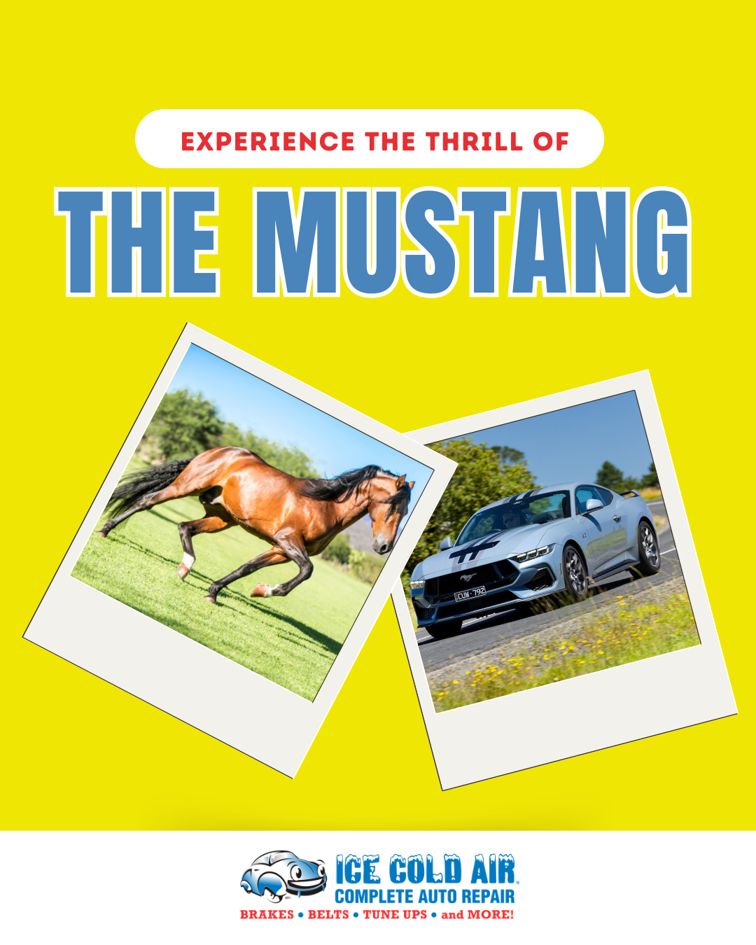 Spring's Featured Creatures