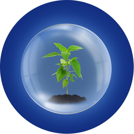 A plant growing in bubble as a community