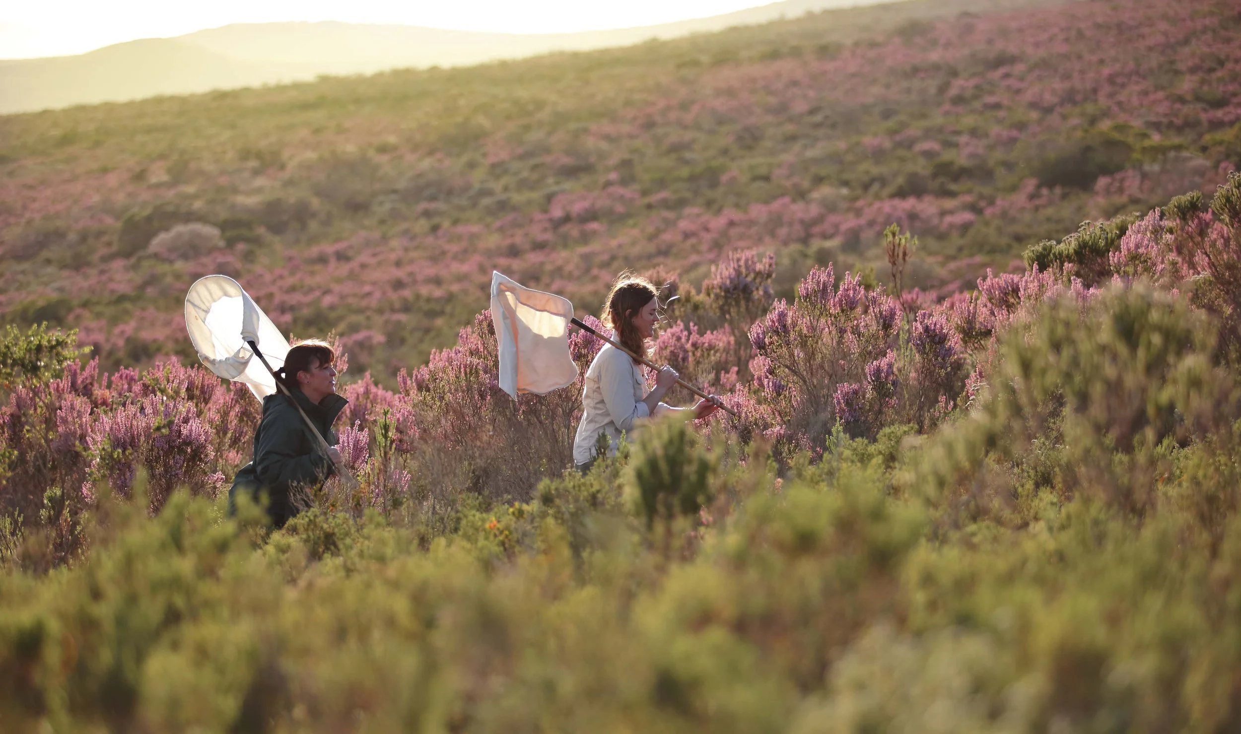 Two people walk through a sunlit heathland carrying insect nets, surrounded by pink and green vegetation.