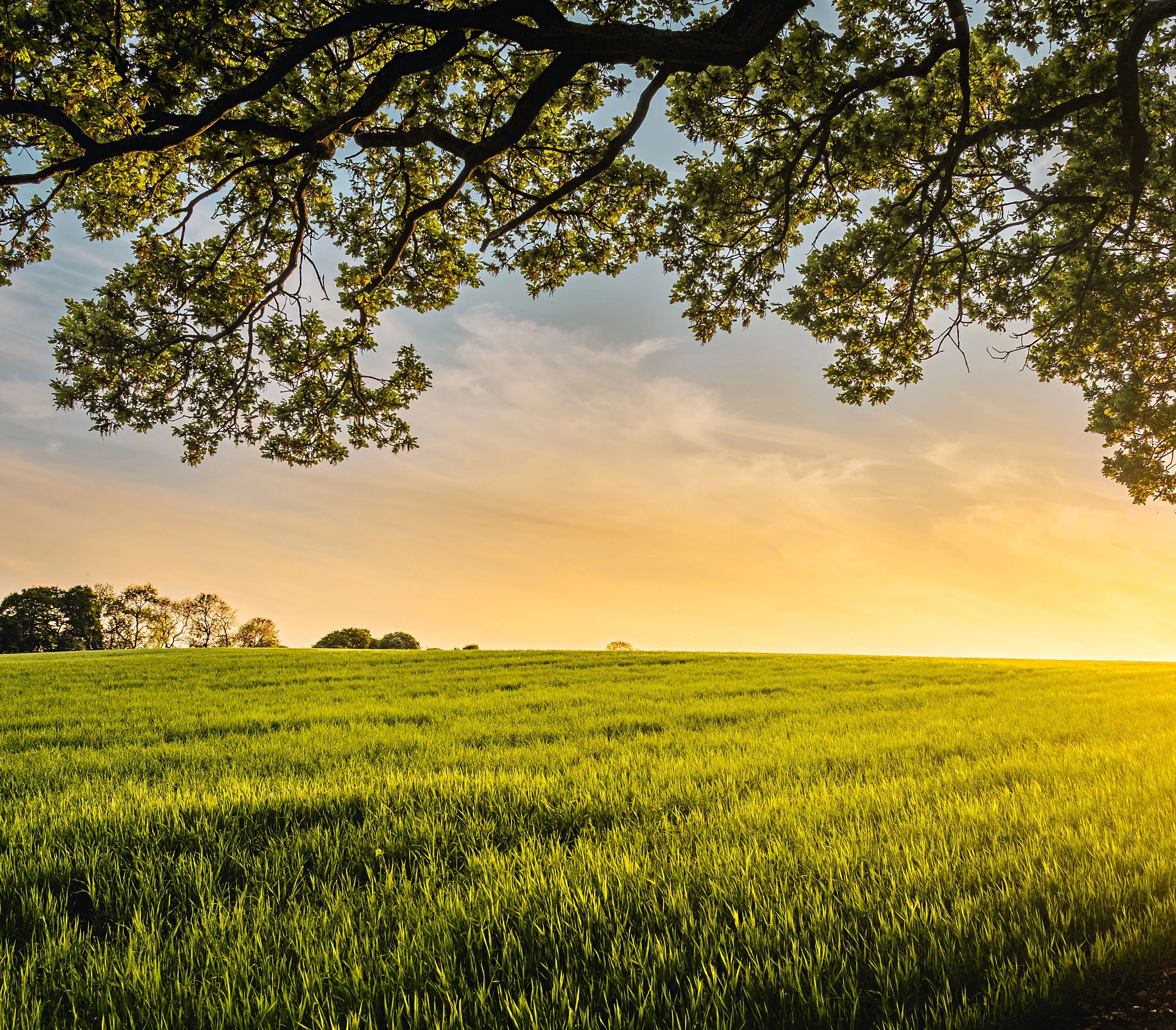 Sunrise over fields