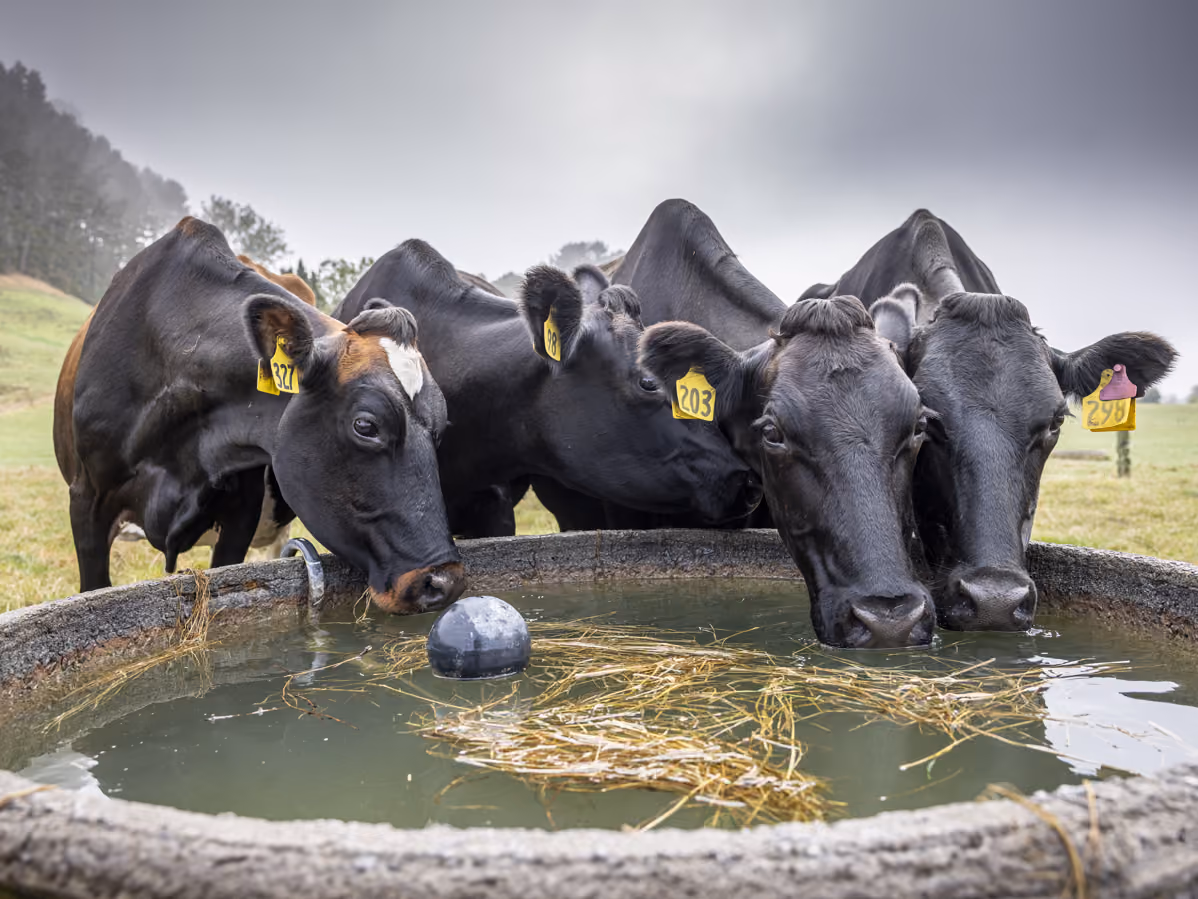 Four black cows drinking water from a trough outdoors