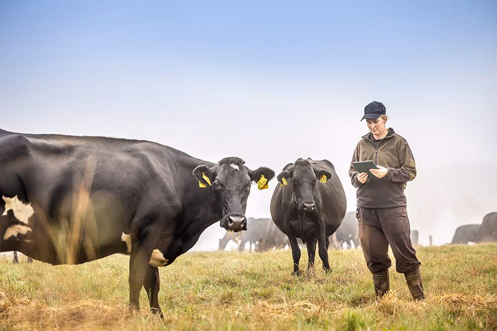 A person wearing a cap and outdoor clothing stands in a grassy field holding a tablet, with two black cows nearby looking toward the camera under a clear blue sky.