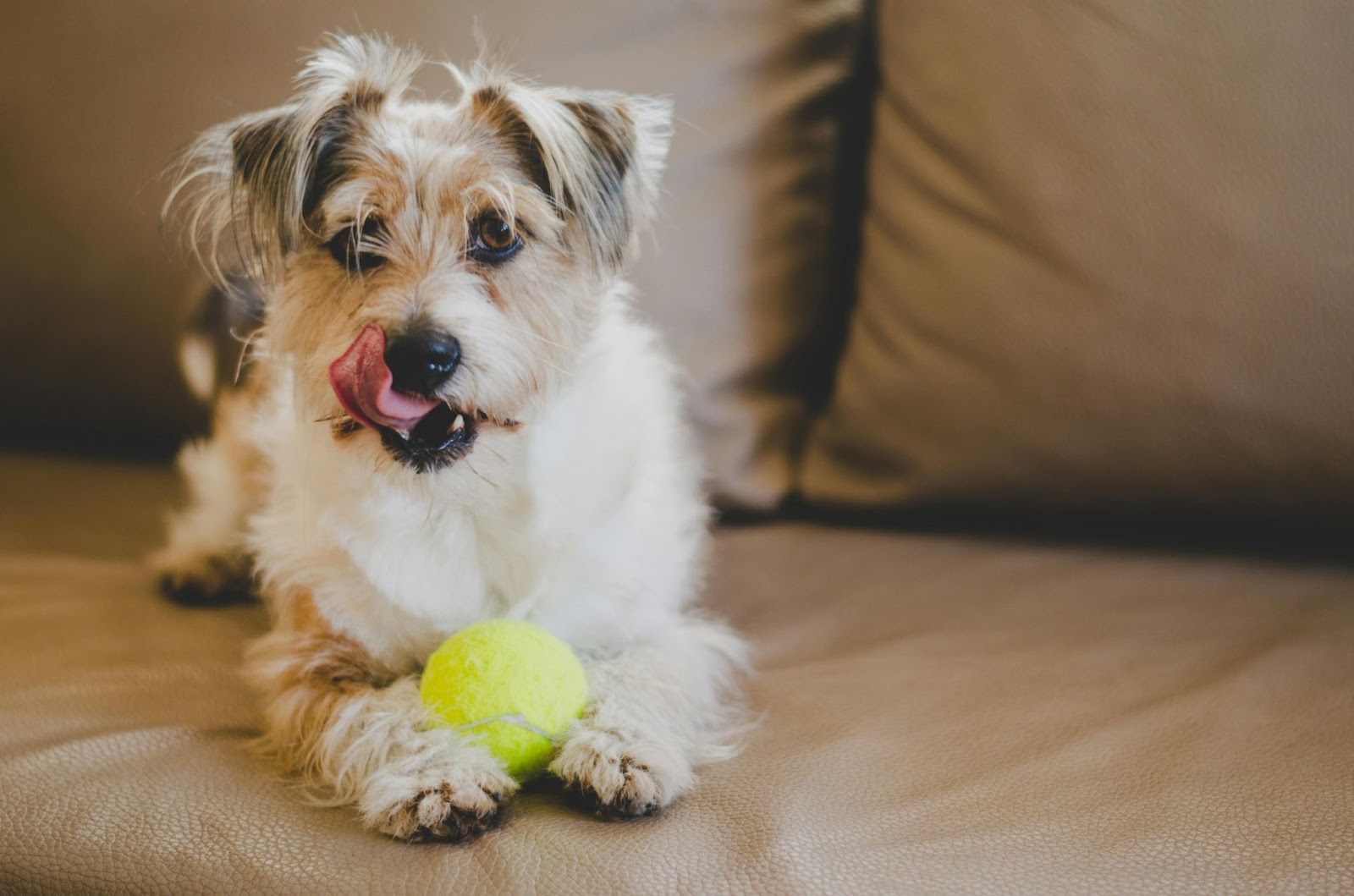 Image of a dog lying on a leather couch with a tennis ball between its front paws.
