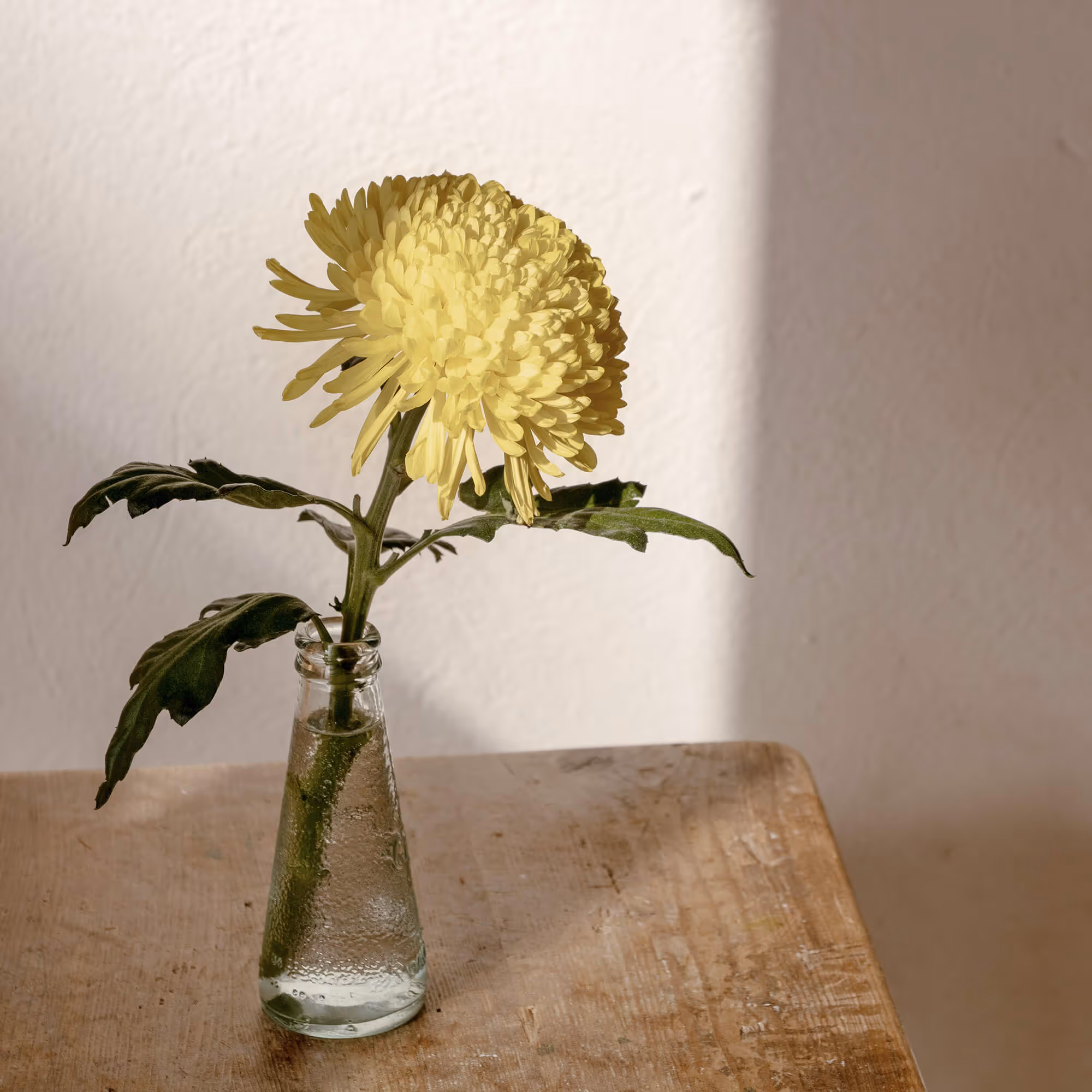 Eine Blume steht auf einem Tisch.