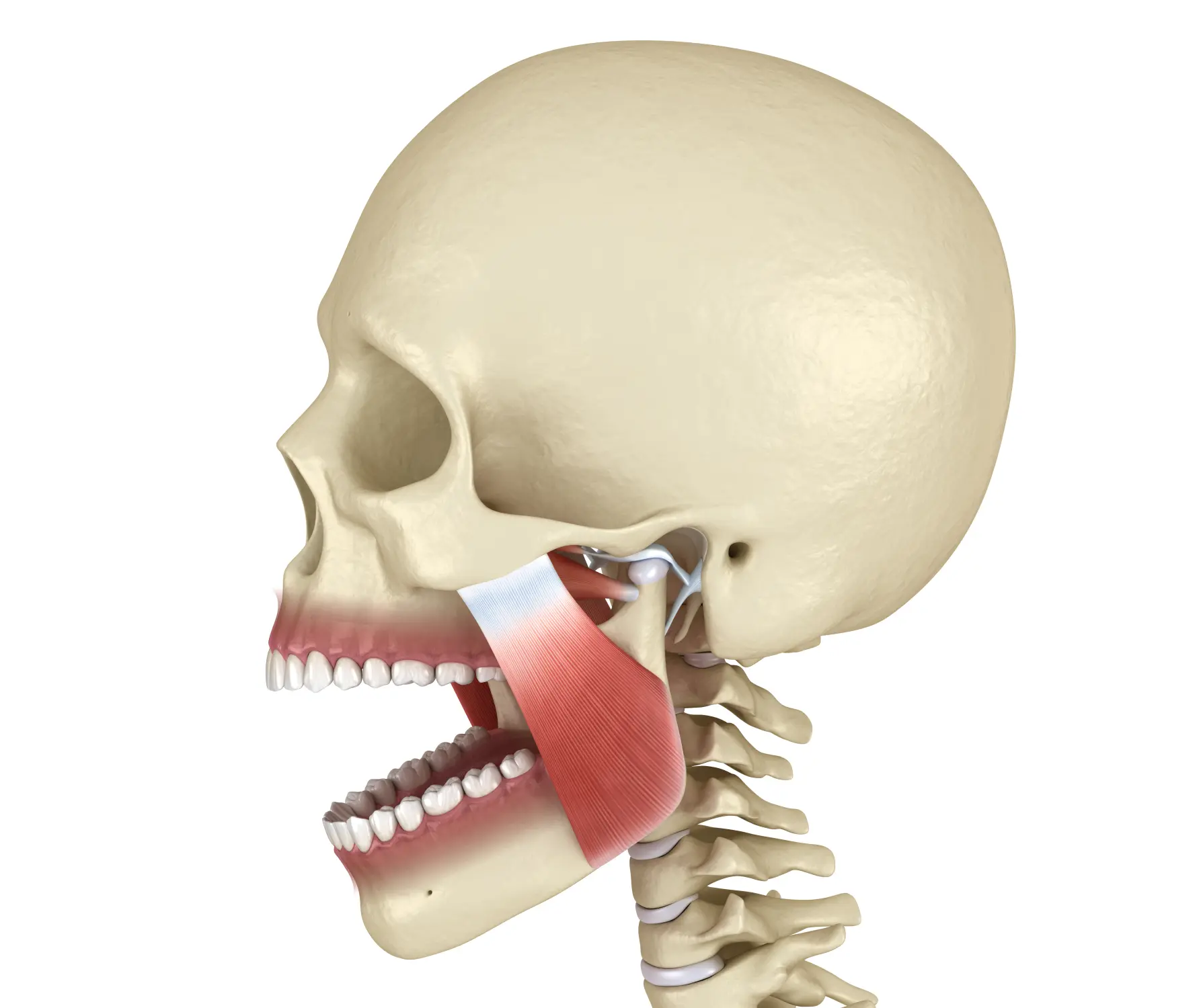 TMJ Therapy vs. Night Guards: Finding the Right Path to Permanent Relief