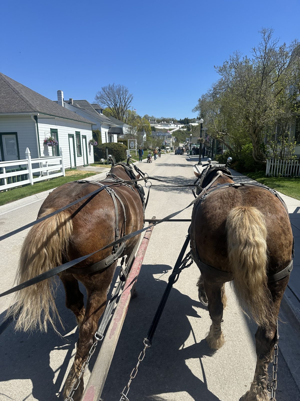 View from a carriage following two draft horses down a Mackinac Island street