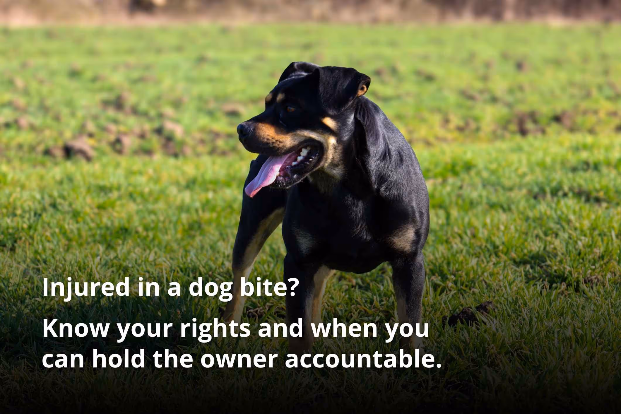 Unleashed dog in park, illustrating questions about can you sue for a dog bite and owner liability.