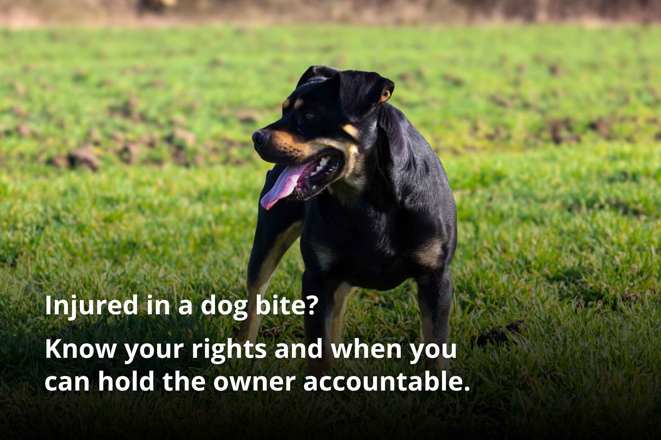 Man walking dog on leash, illustrating can you sue for a dog bite and owner liability laws.