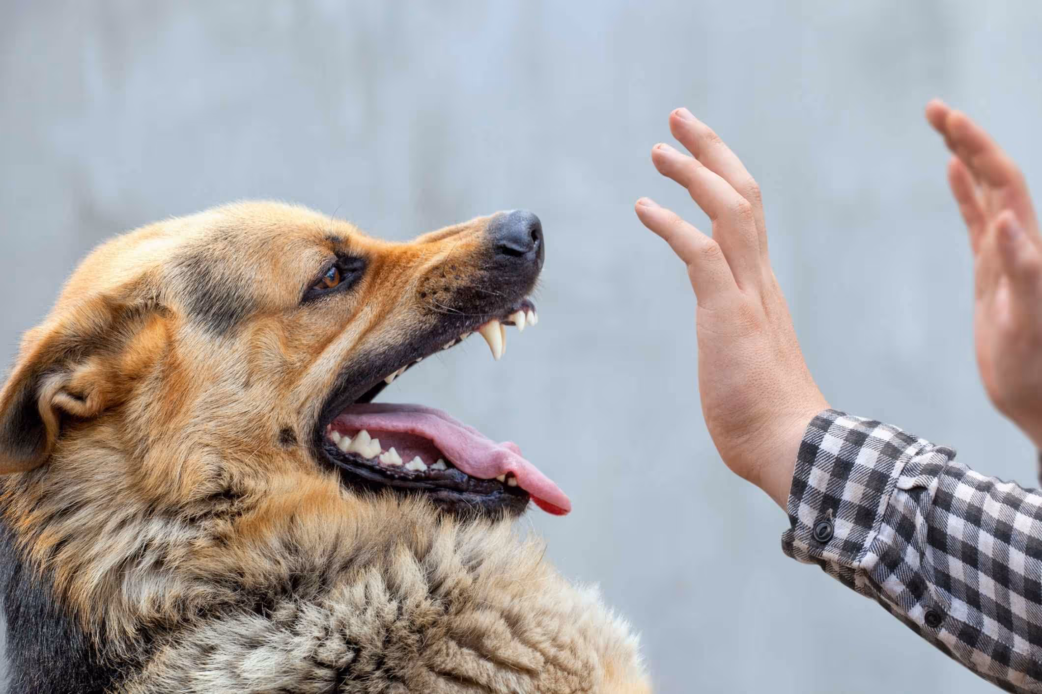 Man getting bitten by a dog.