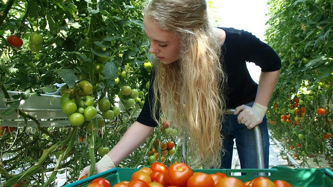Small group Golden Circle tour with Kerið crater and Friðheimar greenhouse