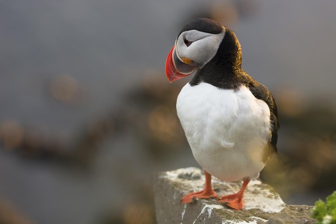 Whales and Puffins