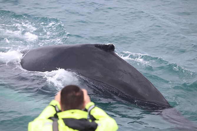 Highlights of the Whales and Puffins tour, Iceland