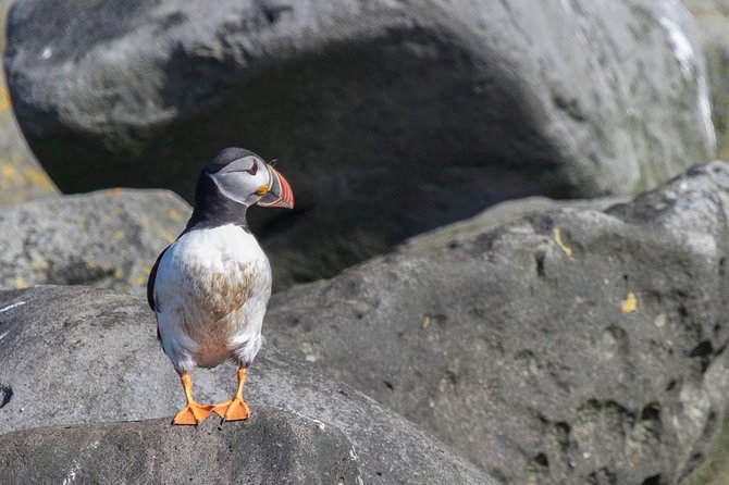 Scenery on the Whales and Puffins tour in Iceland