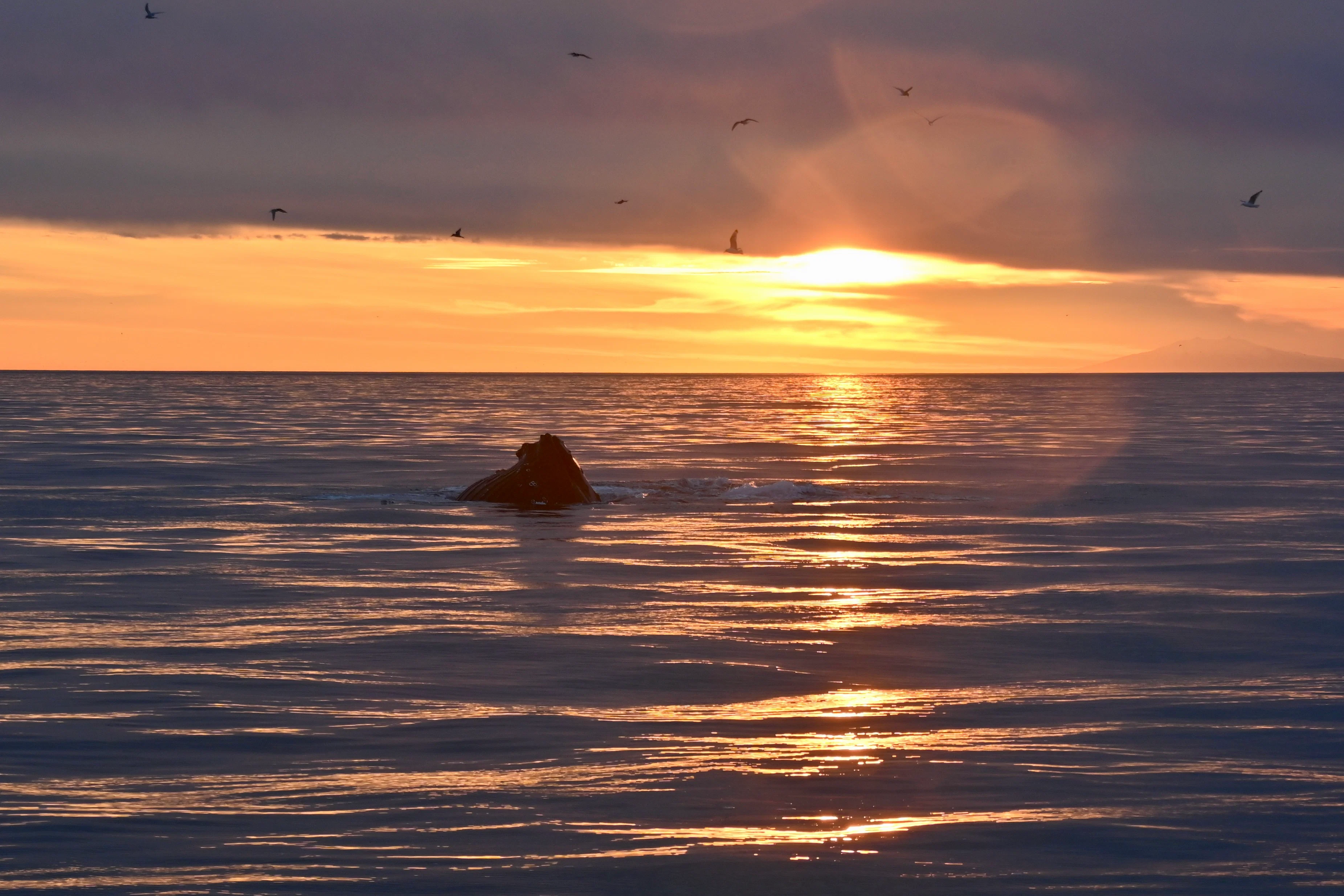 Highlights of the Reykjavík Premium Whales in the Midnight Sun tour