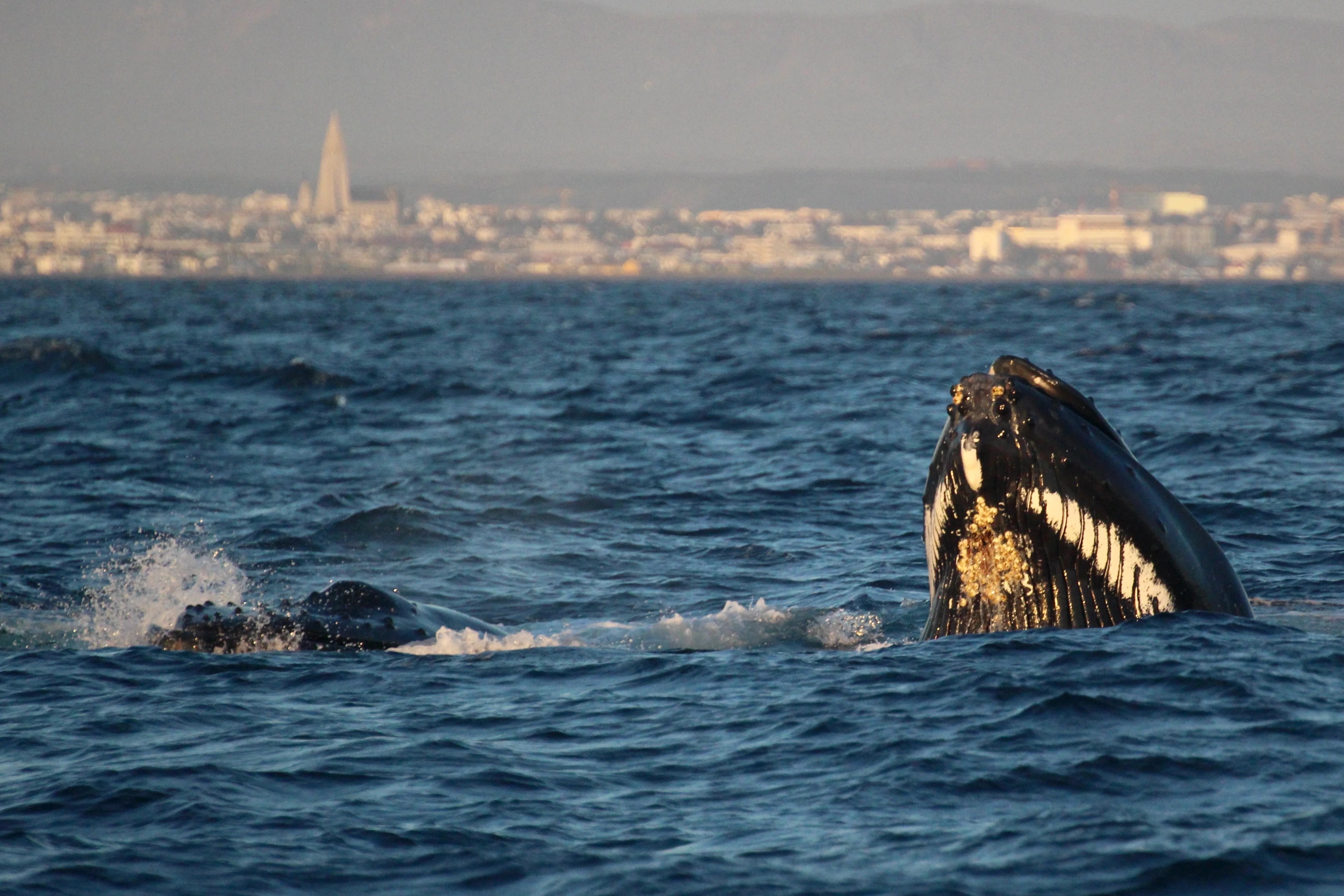 Scenery on the Reykjavík Premium Whales in the Midnight Sun tour