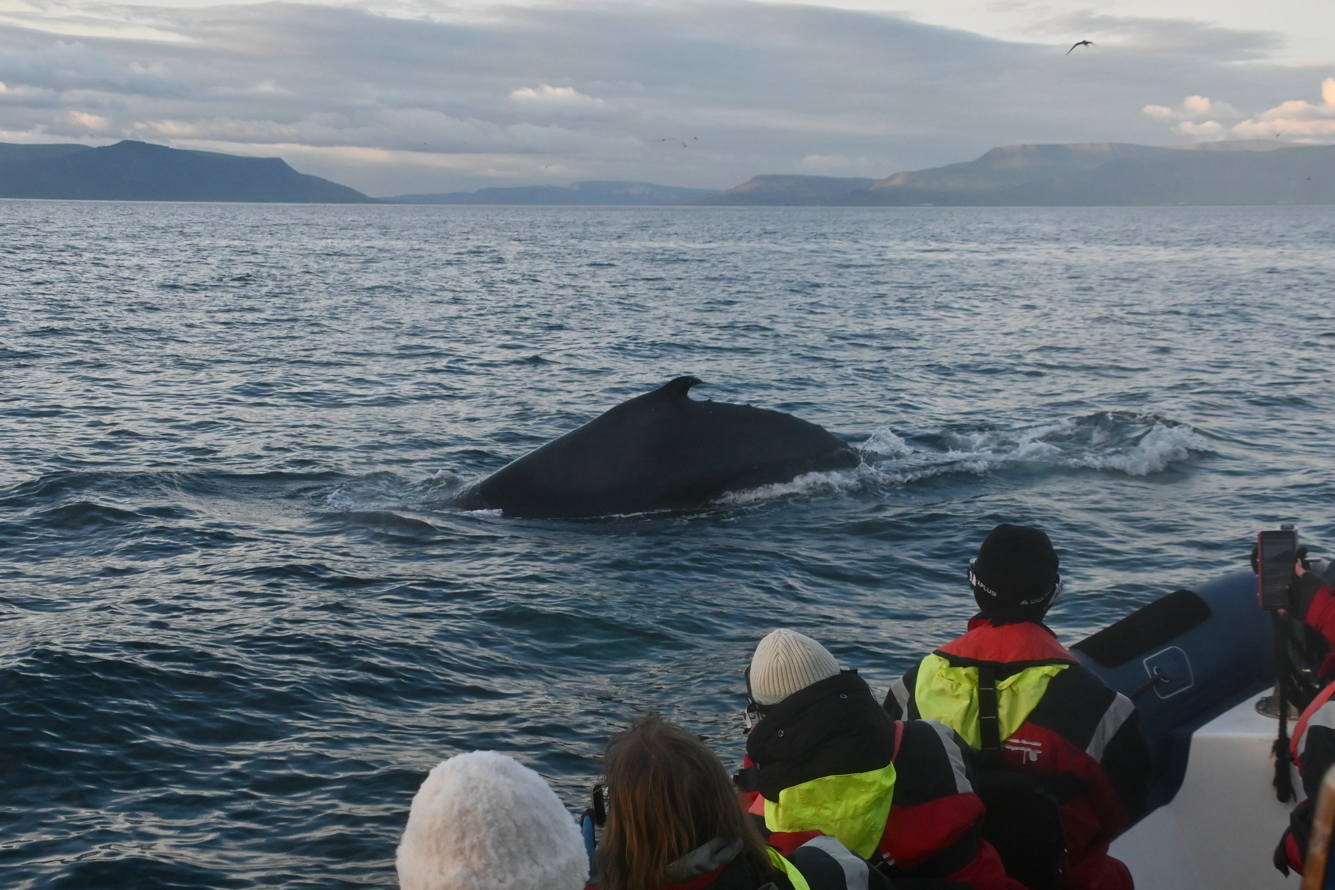 Midnight sun views on the Reykjavík Premium Whales tour, Iceland