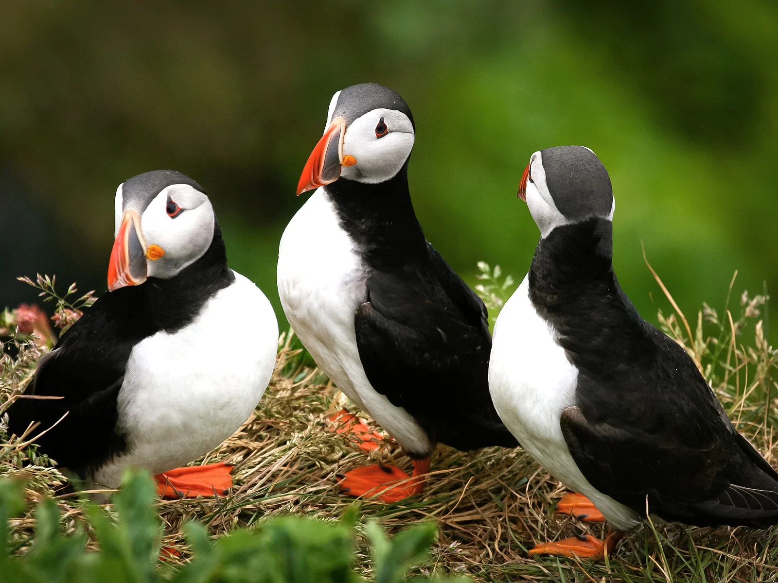 Puffin Tour by RIB Speedboat from Downtown Reykjavik
