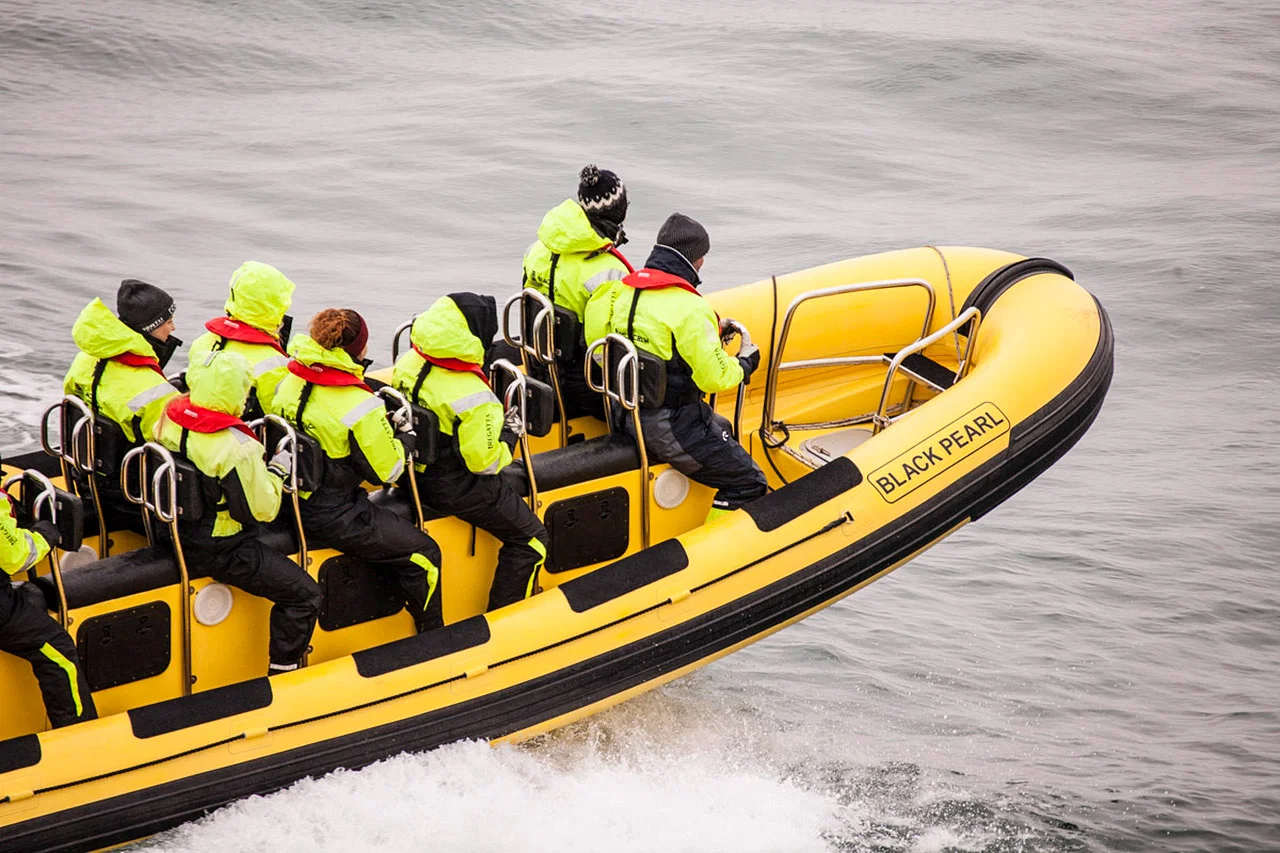Puffins seen on the Puffin Tour by RIB speedboat, Reykjavik
