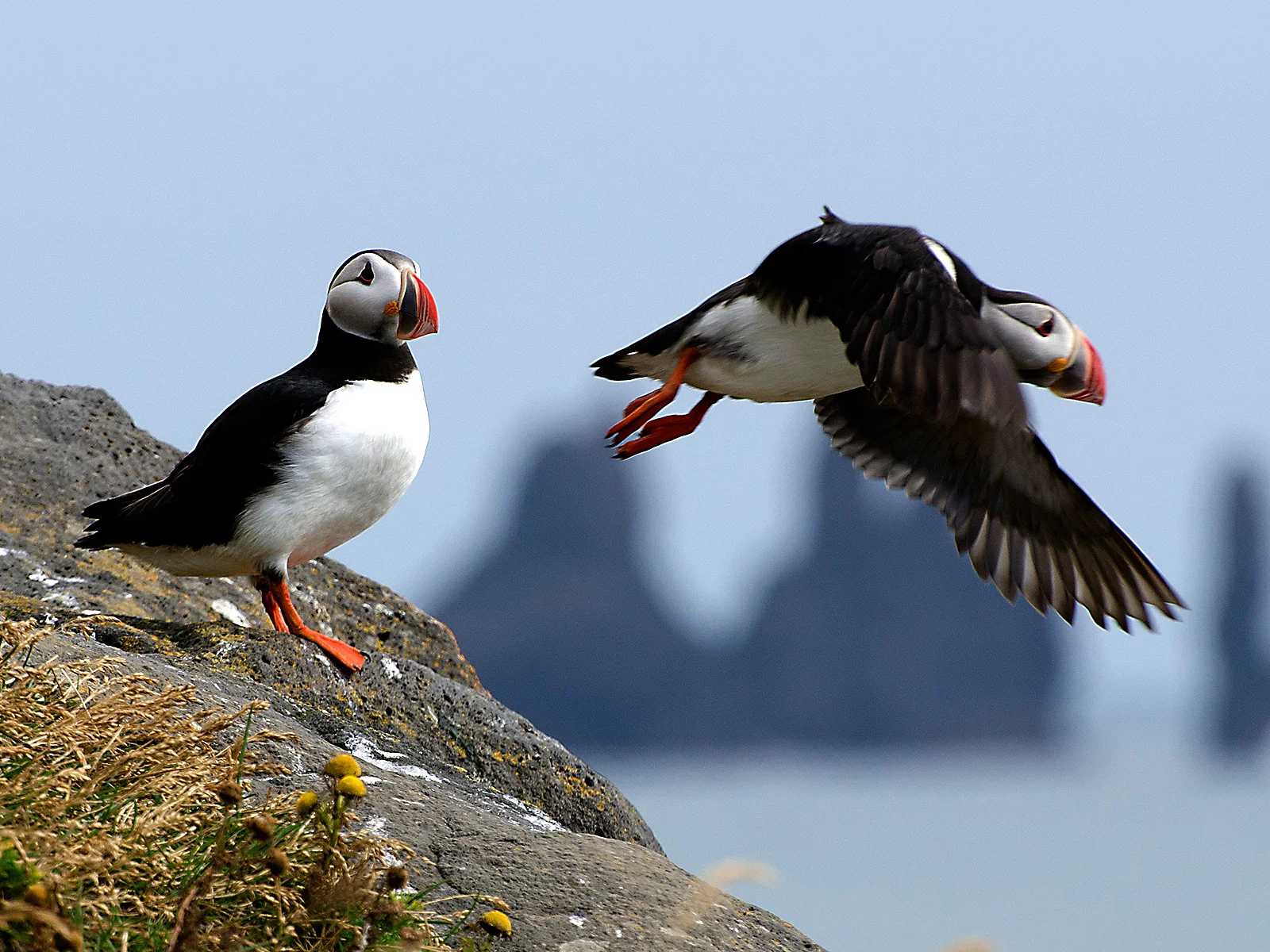 Scenery on the Puffin Tour by RIB speedboat, Iceland