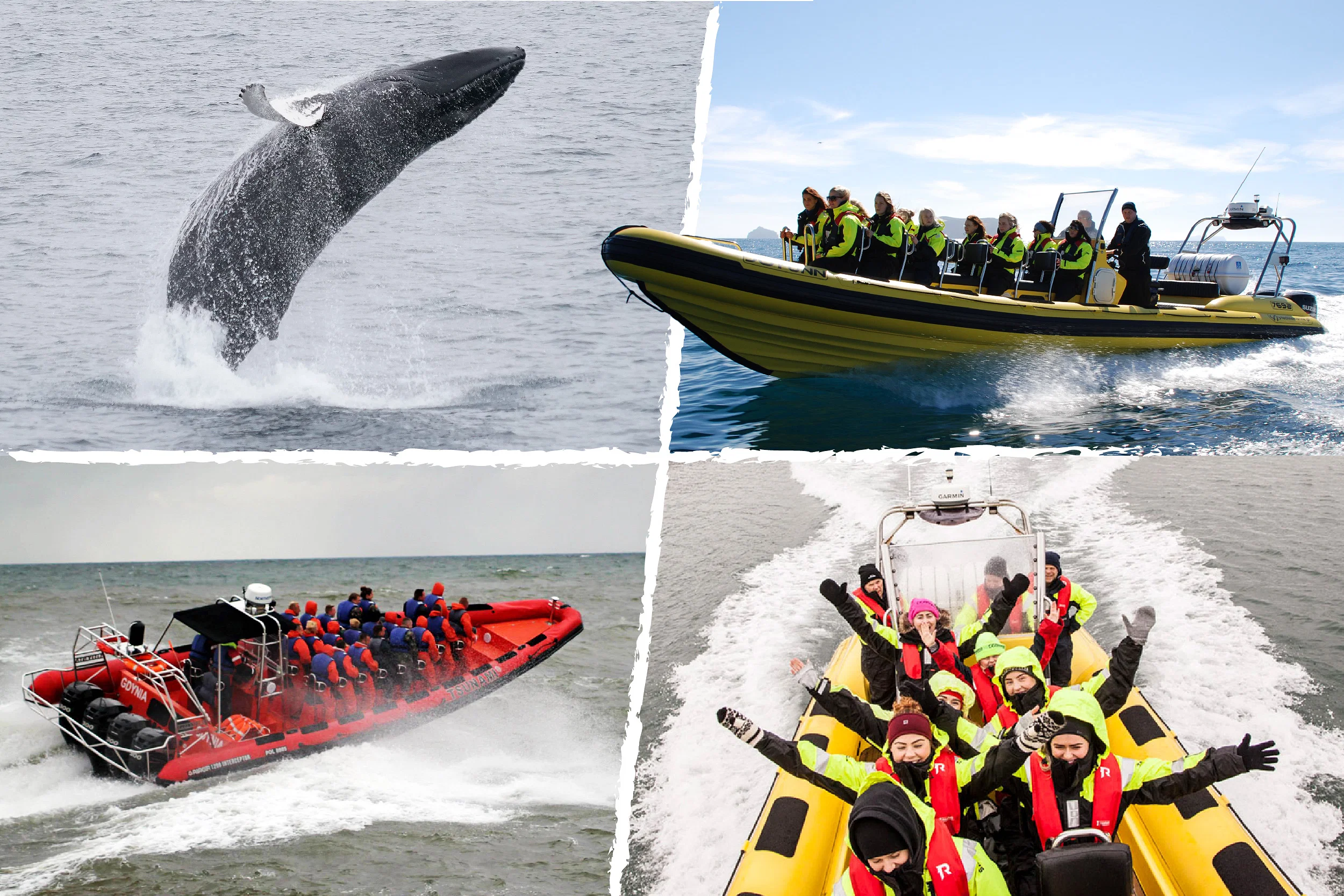 Whale & Puffin Watching from Downtown Reykjavik by RIB Speedboat