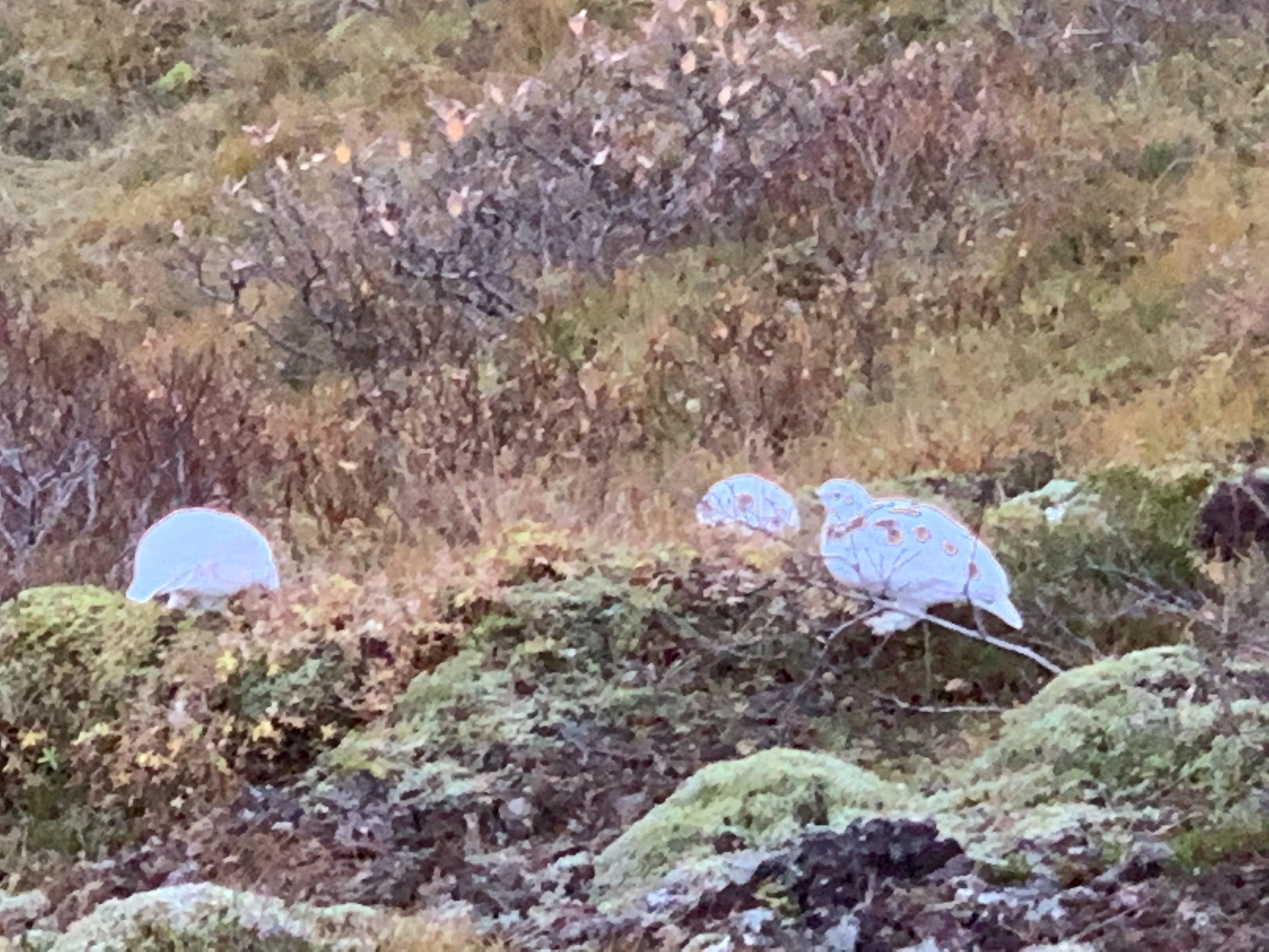 Highlights of the Afternoon Delight tour, Iceland