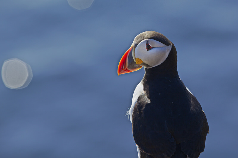 Highlights of the Puffin Express tour, Iceland