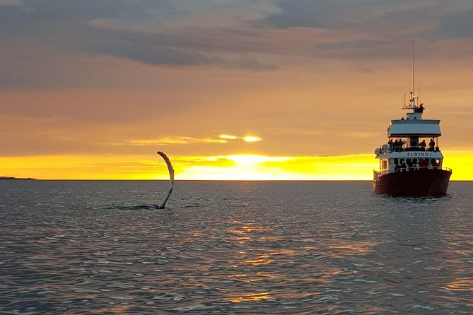 Akureyri Classic Whales in the Midnight Sun