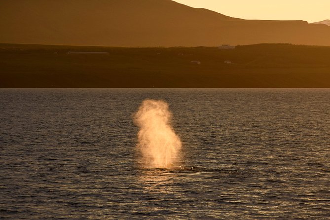 Highlights of Akureyri Classic Whales in the Midnight Sun