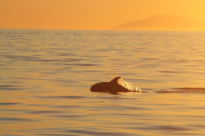 Sights along Akureyri Classic Whales in the Midnight Sun
