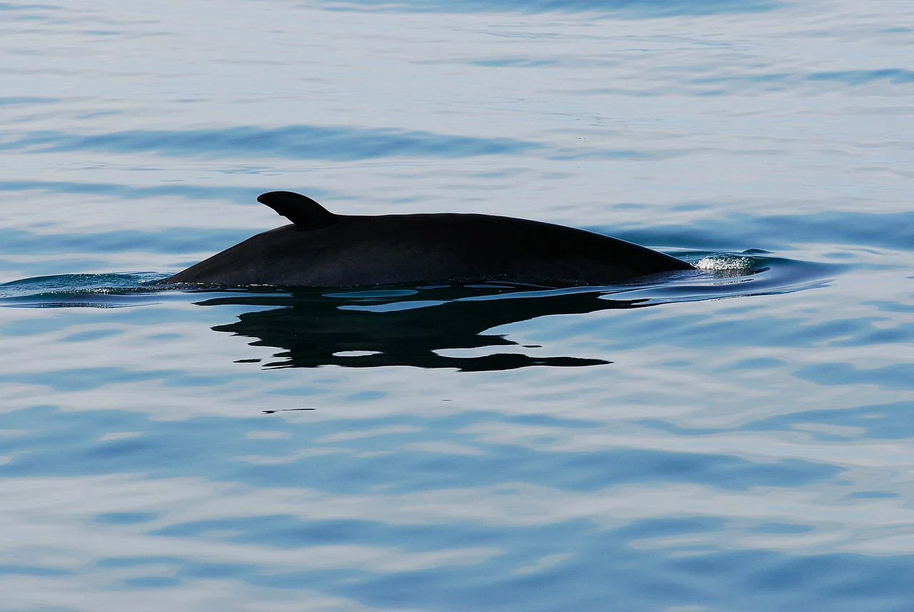 Icelandic scenery on Whales & White Water Rafting