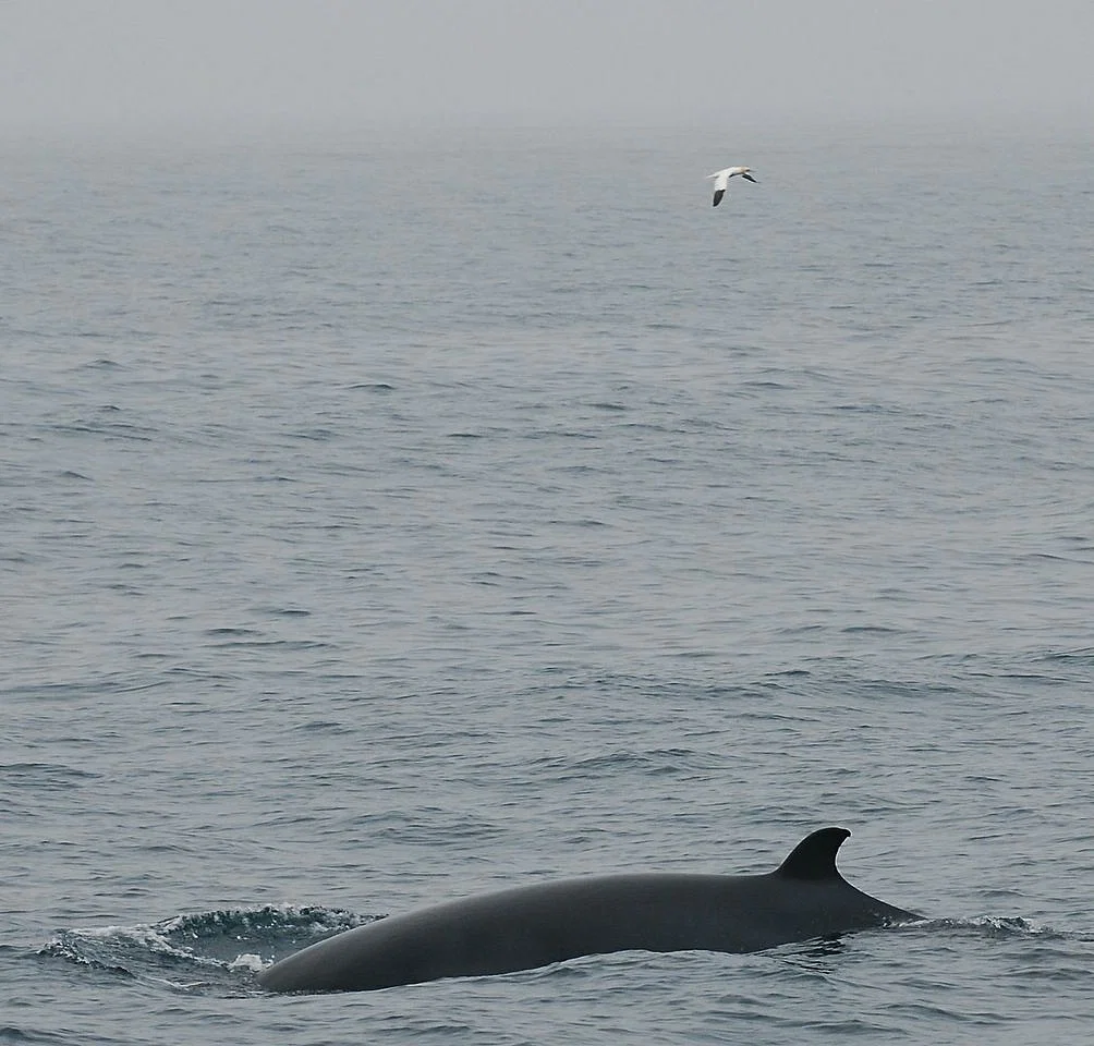 Highlights of Whales & White Water Rafting