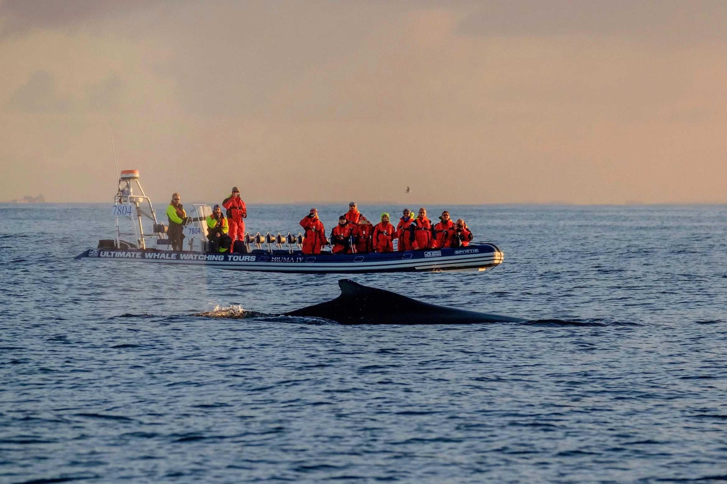 Sights along Akureyri Express Whales in the Midnight Sun