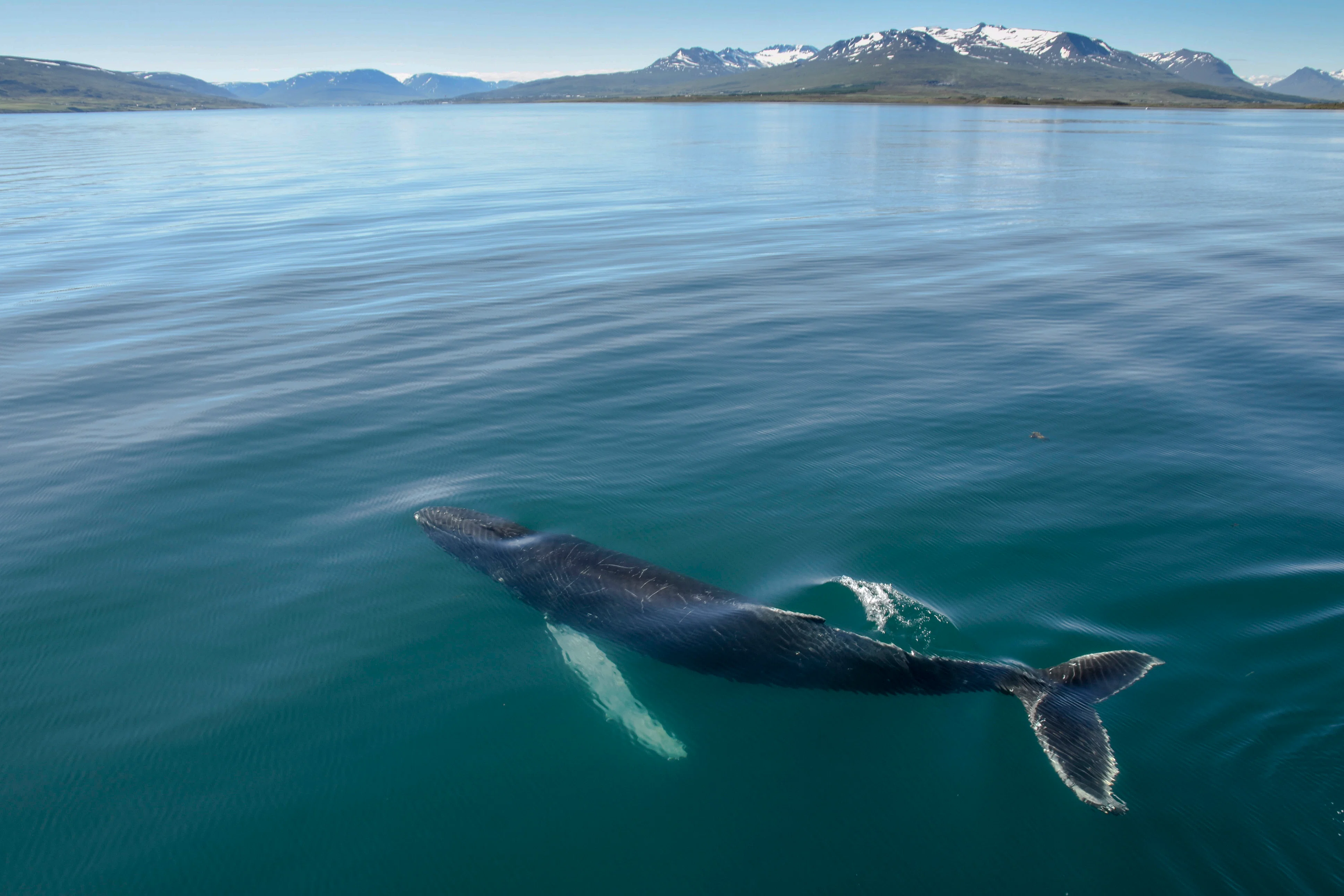 Landscape views on Akureyri Express Whales & Eyjafjord in Iceland