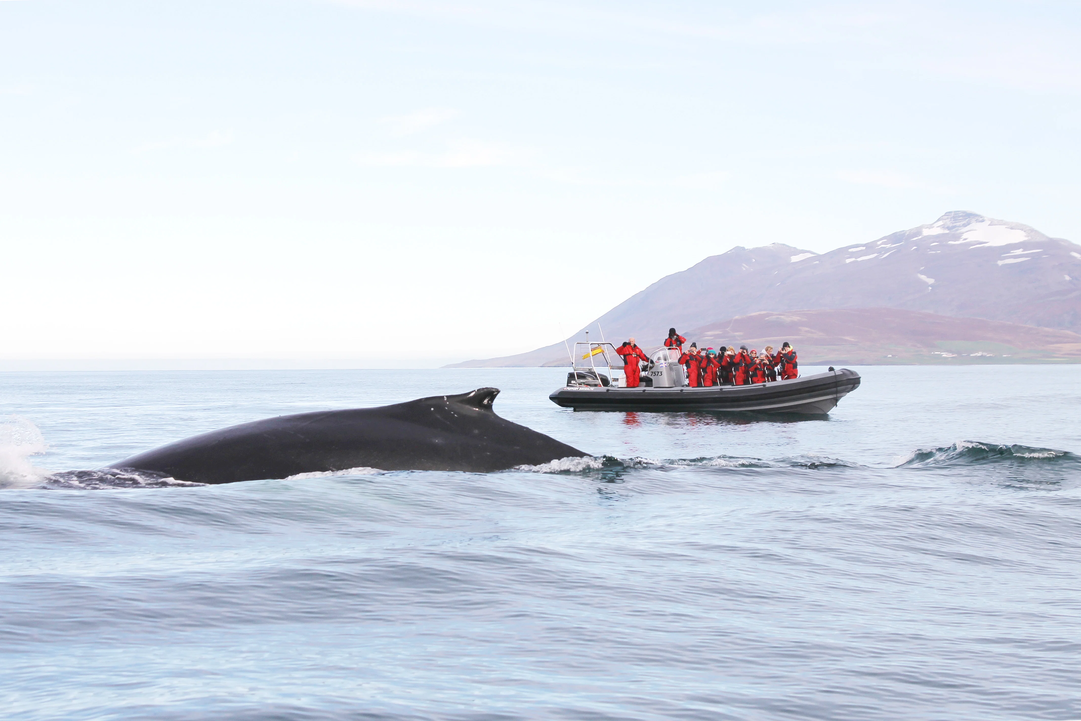 Highlights of Akureyri Express Whales & Eyjafjord