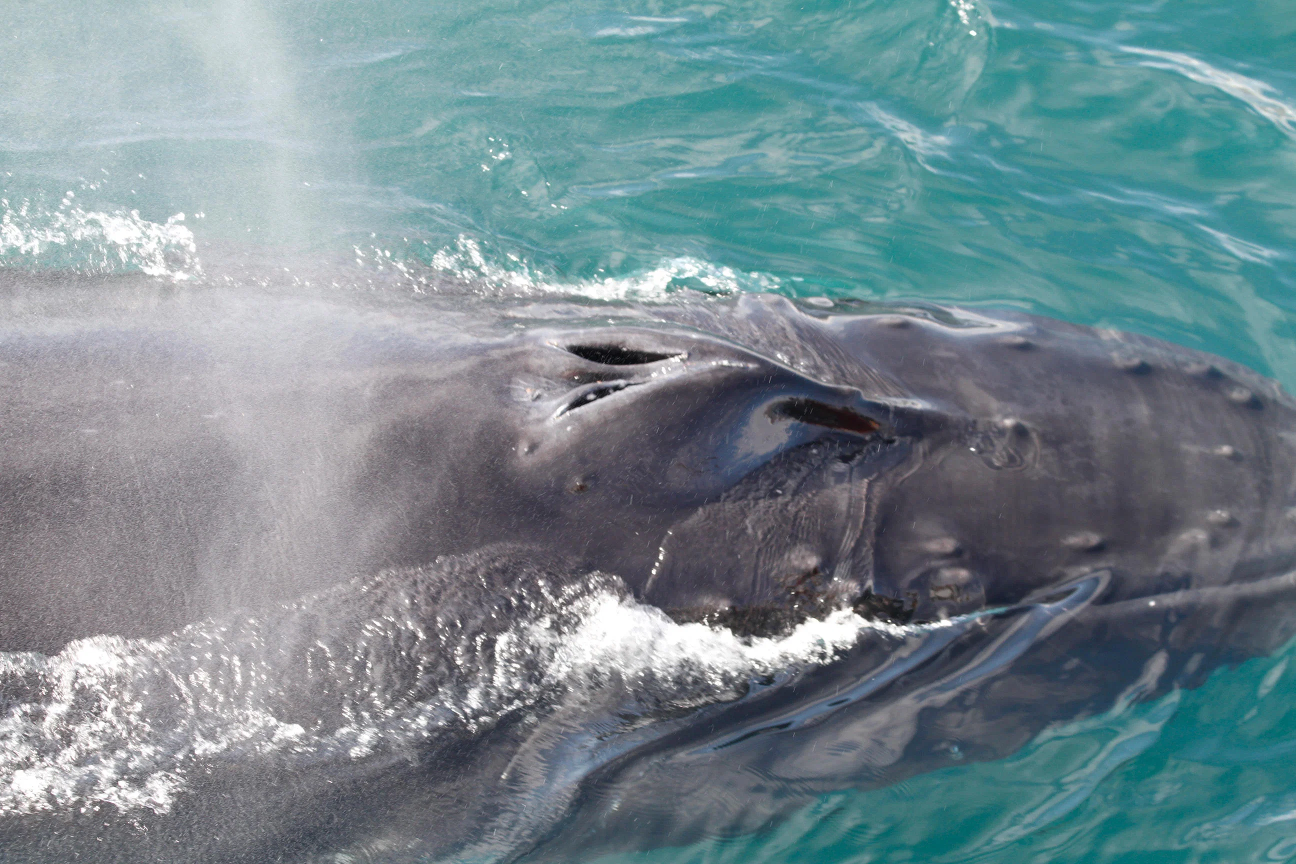 Icelandic scenery on Akureyri Express Whales & Eyjafjord