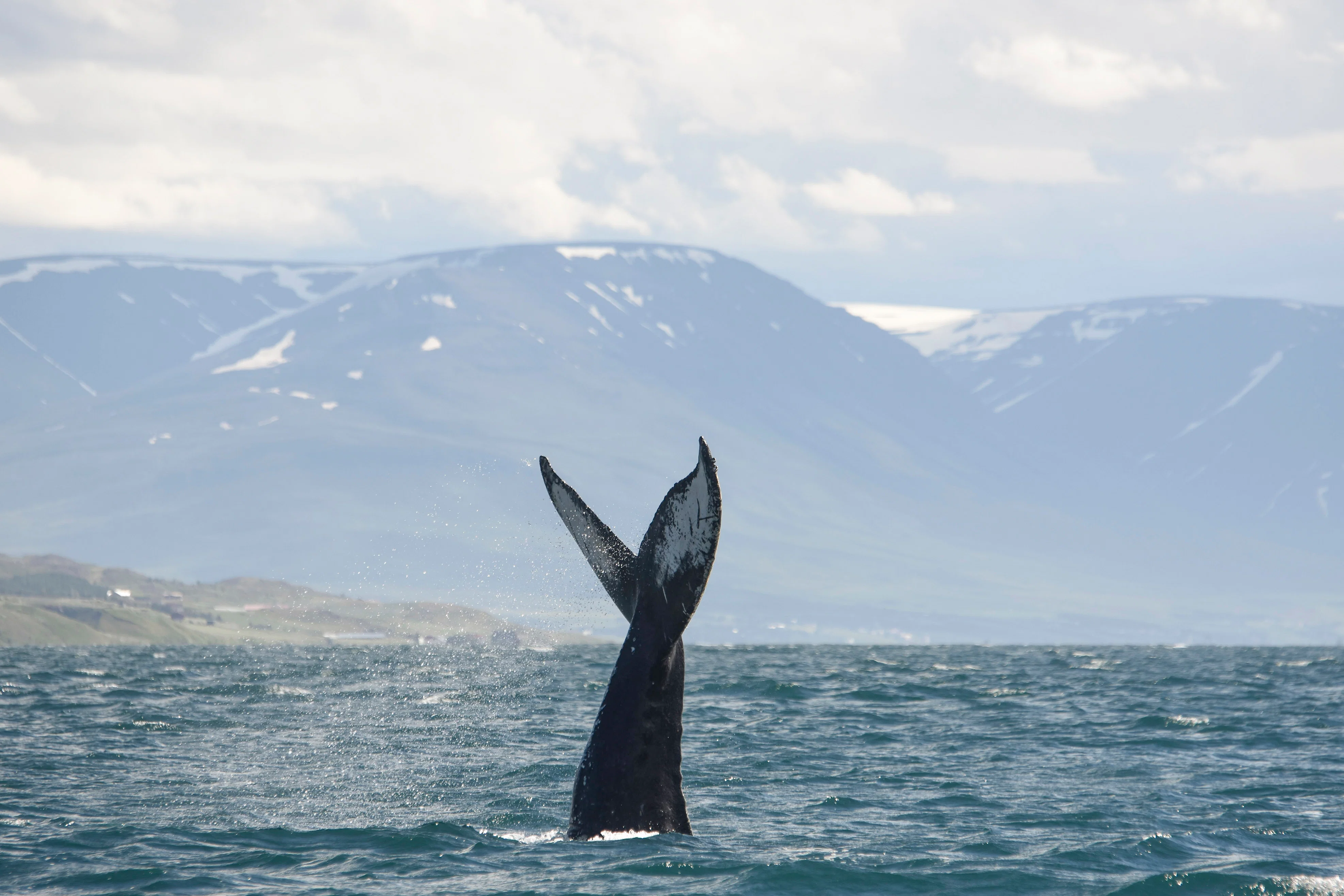 Scenery on Akureyri Express Whales & Eyjafjord