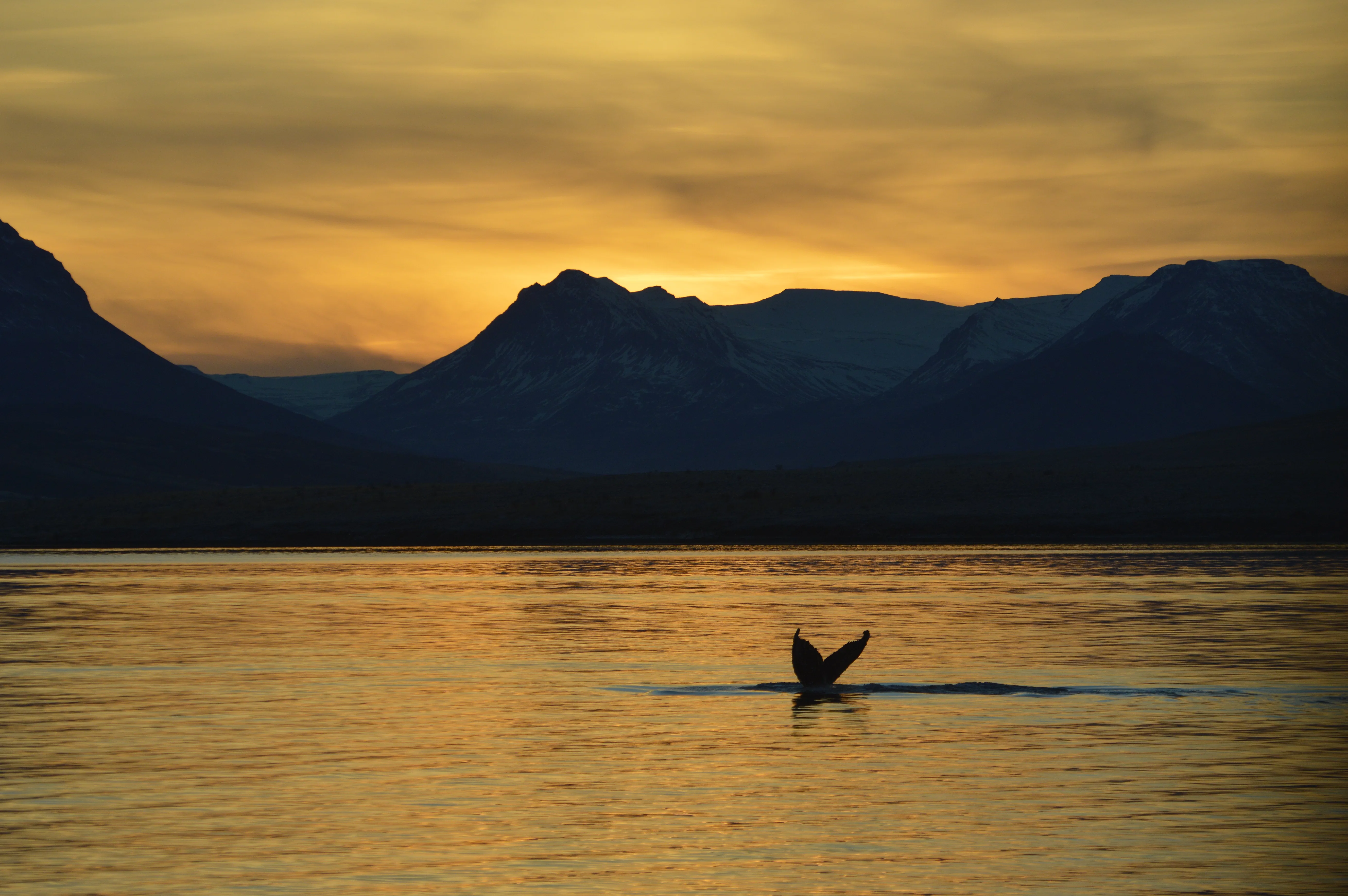 Landscape views on Akureyri Express Whales in the Midnight Sun in Iceland