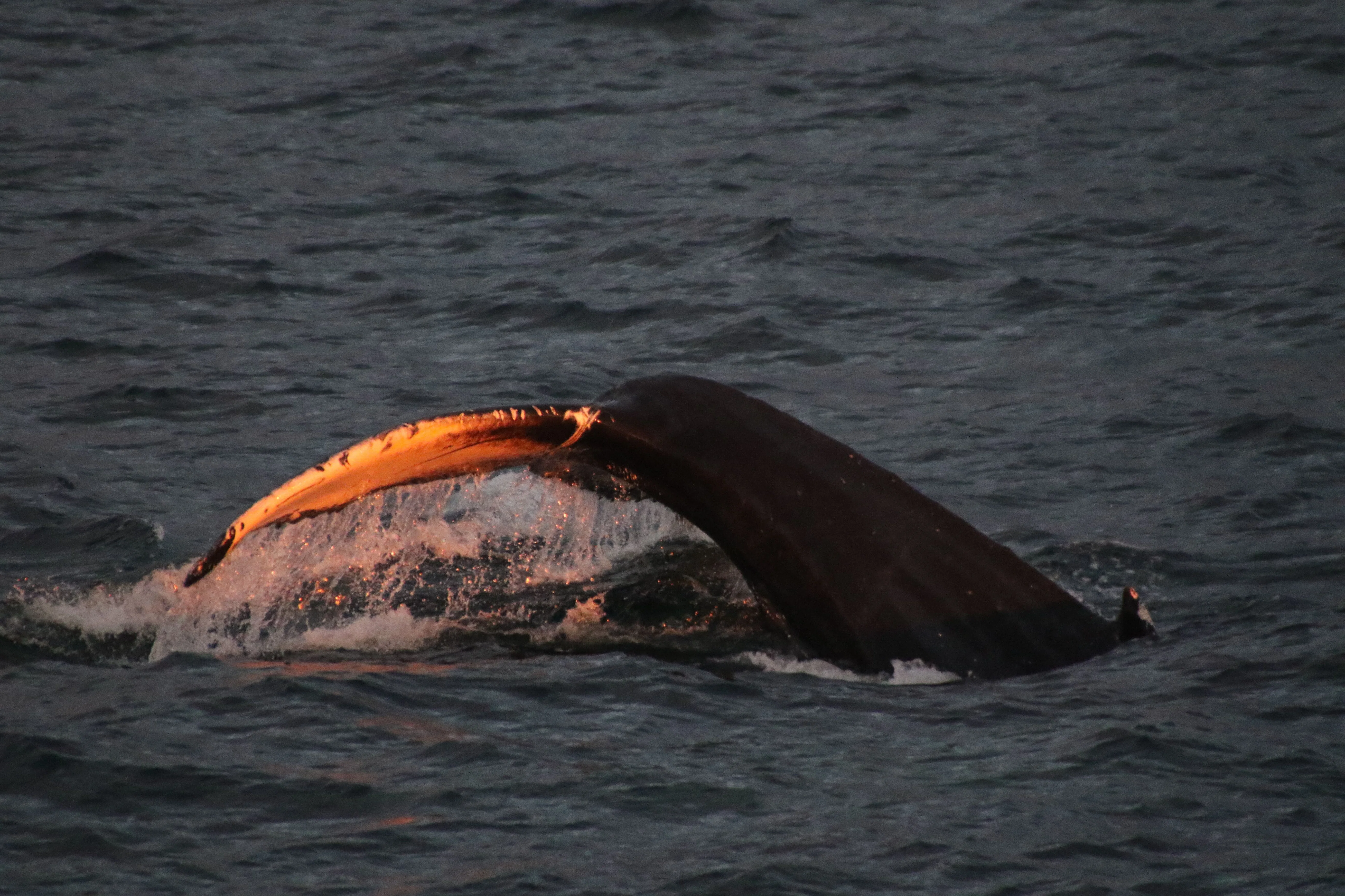 Views from Akureyri Express Whales in the Midnight Sun