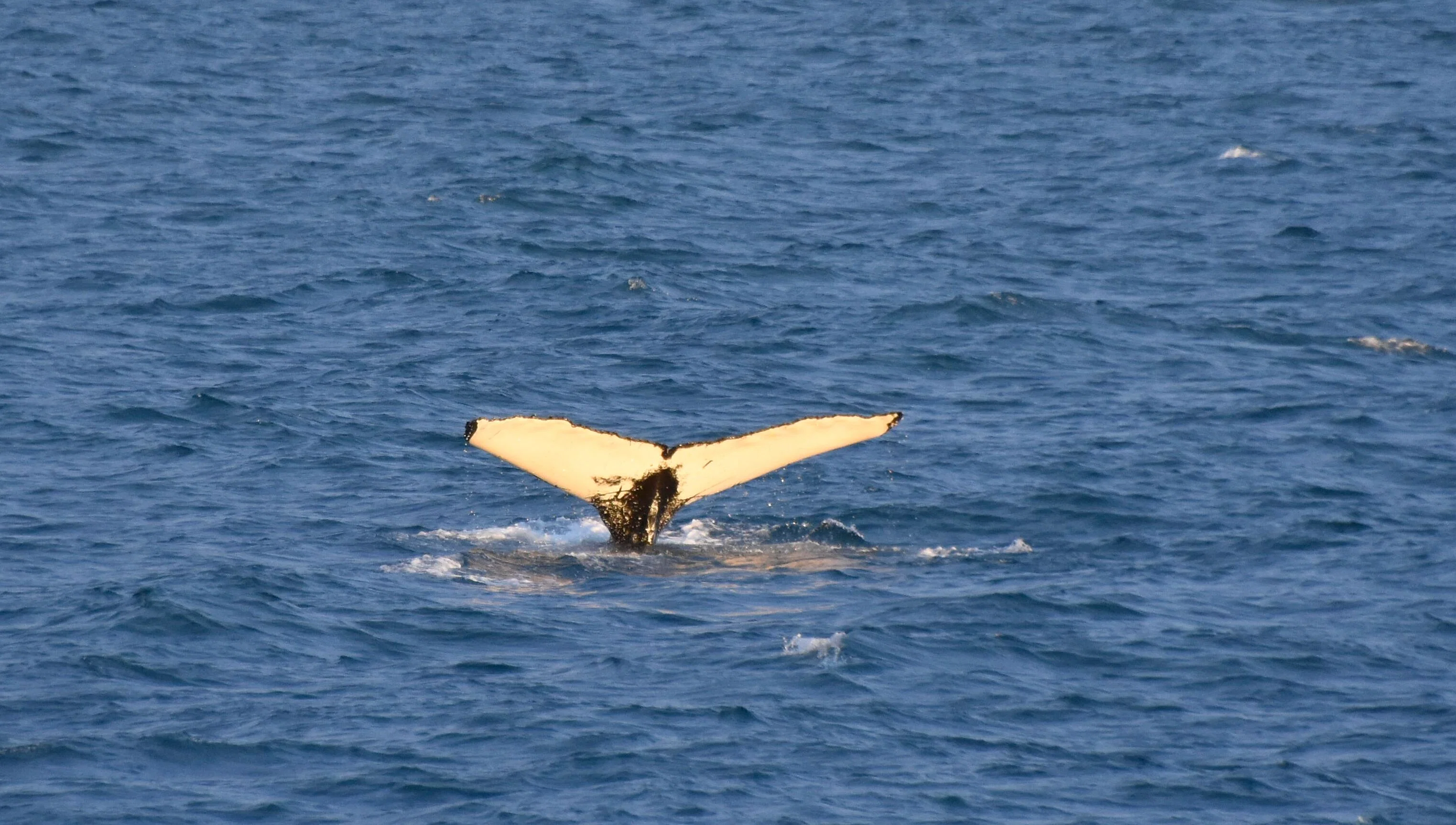 Highlights of Whales & FlyOver Iceland