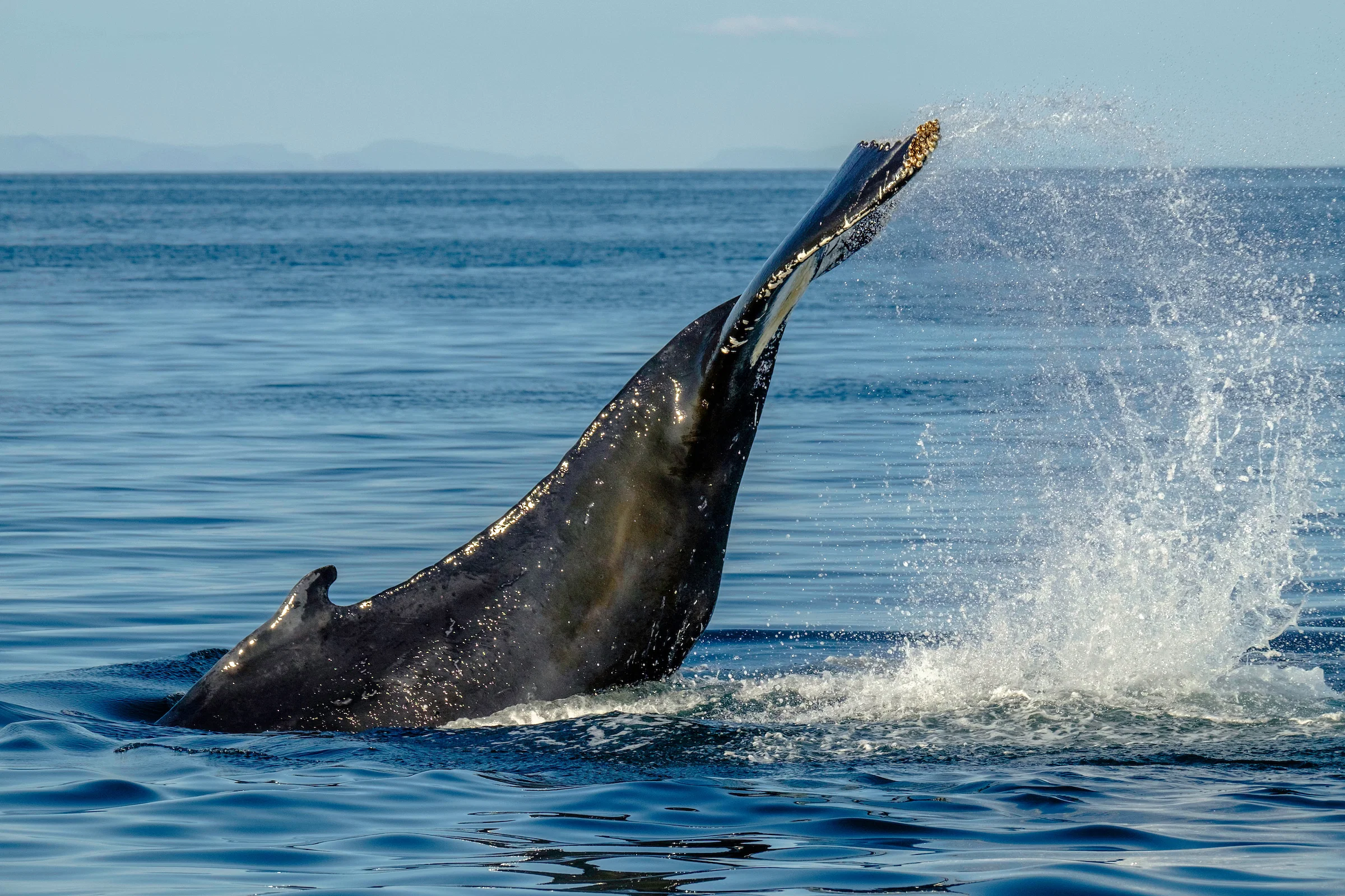 Sights along Whales & FlyOver Iceland